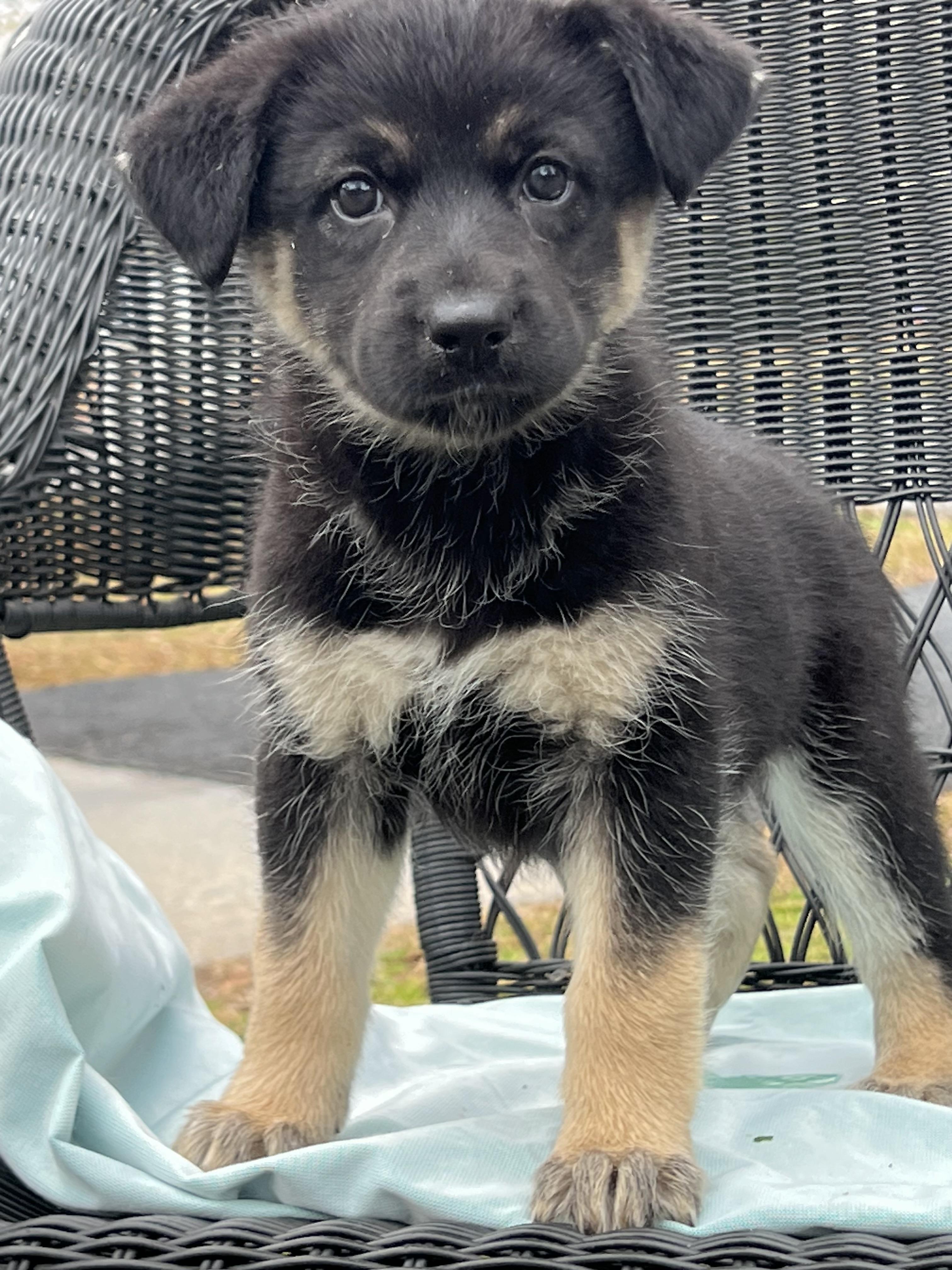 Enlarge Misha, a ADOPTABLE mixed breed in Mt Pleasant, SC image 3/6