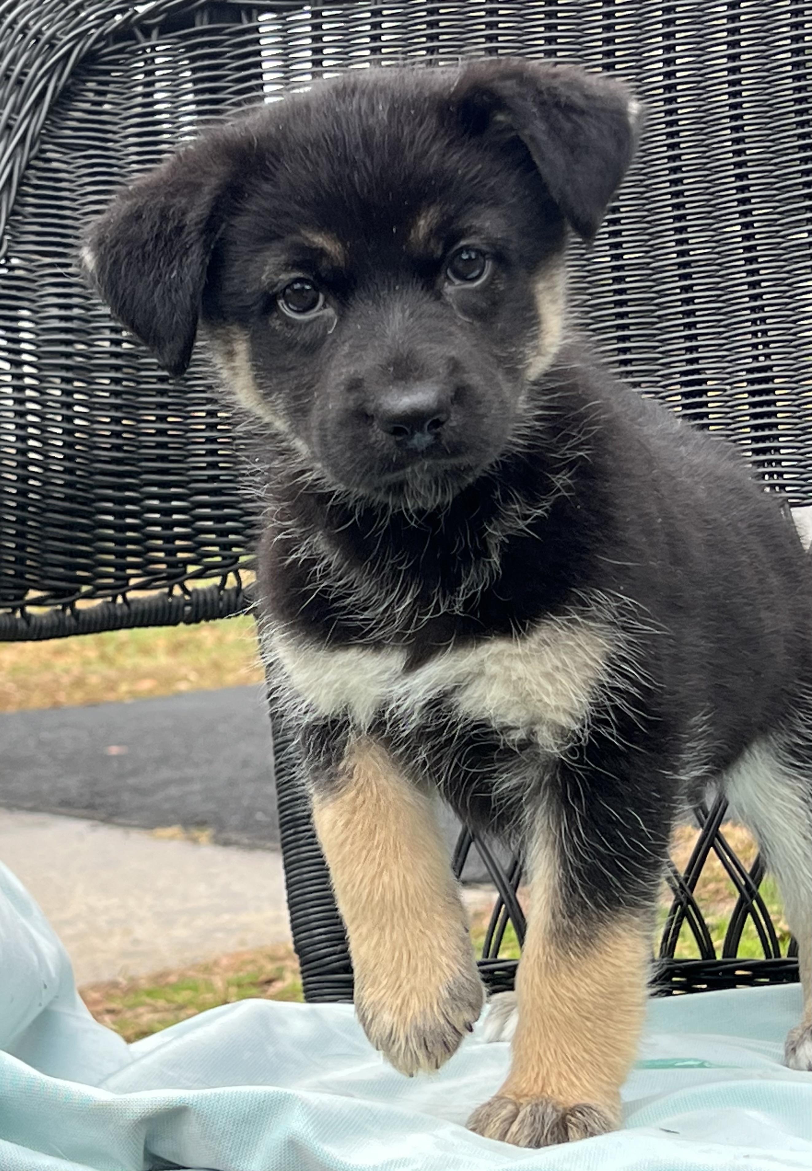 Enlarge Misha, a ADOPTABLE mixed breed in Mt Pleasant, SC image 2/6