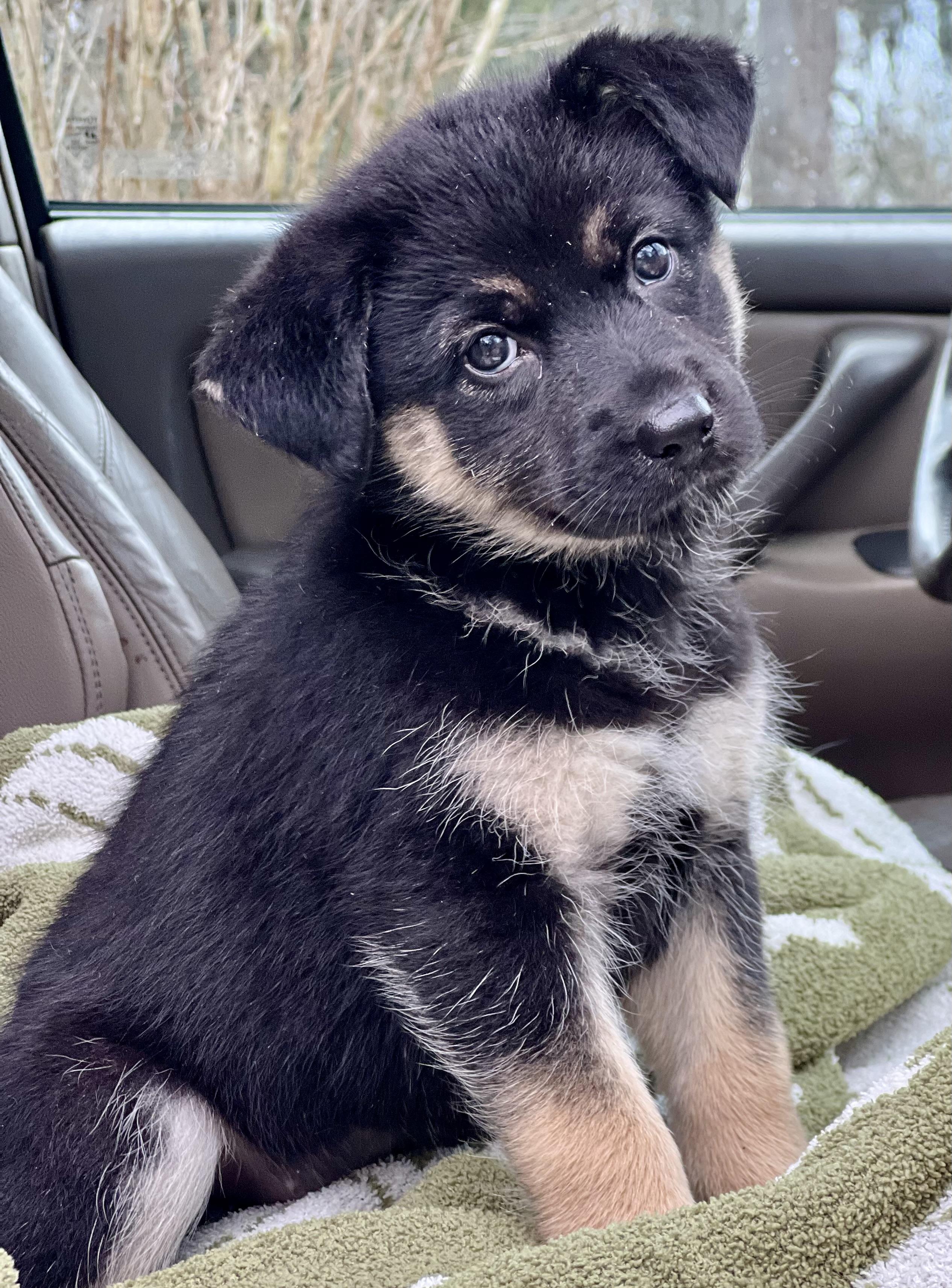 Enlarge Misha, a ADOPTABLE mixed breed in Mt Pleasant, SC image 1/6