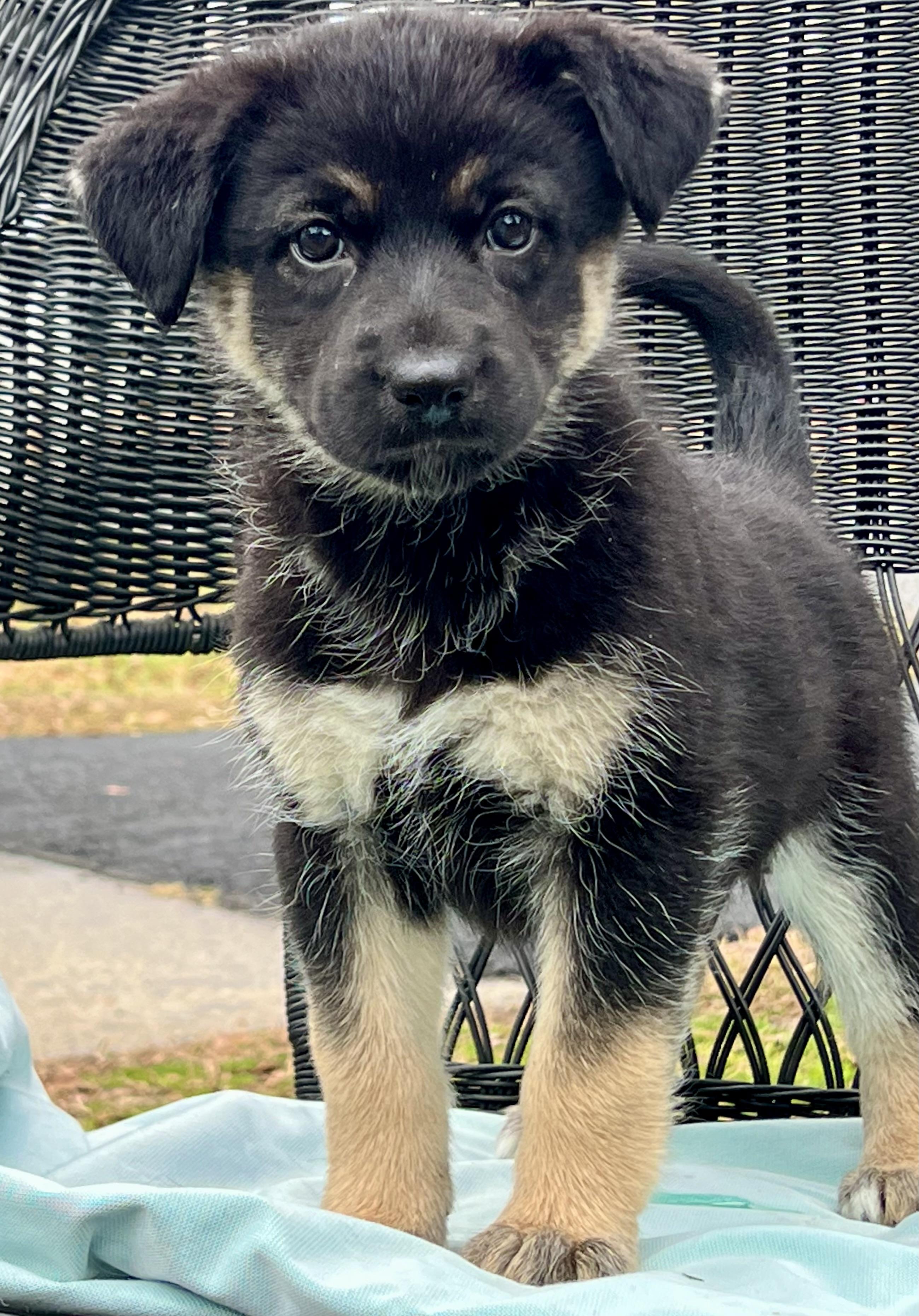 Enlarge Misha, a ADOPTABLE mixed breed in Mt Pleasant, SC image 4/6