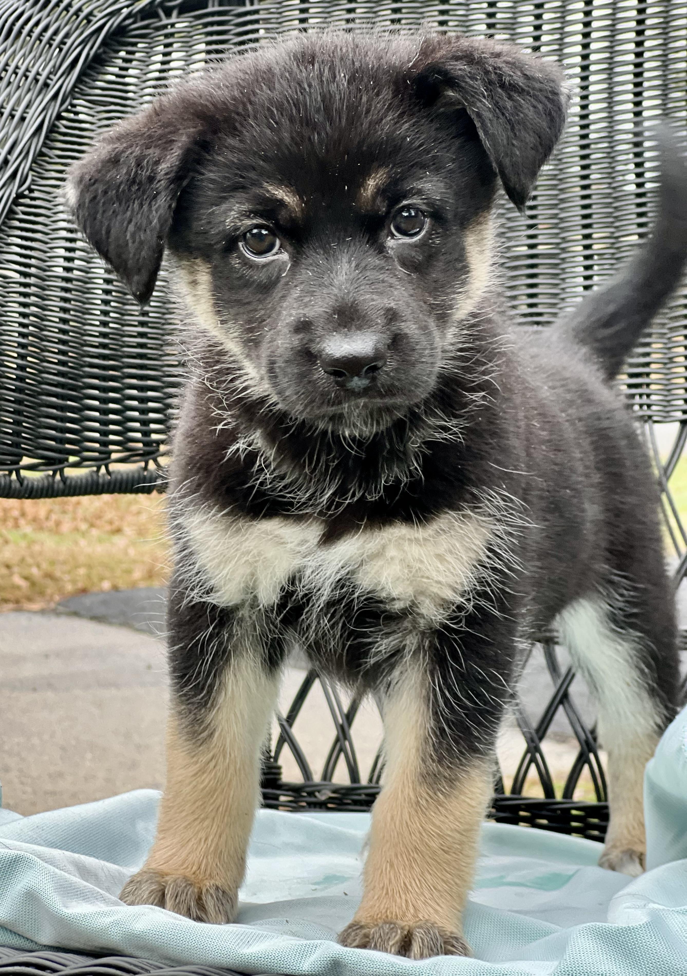Enlarge Misha, a ADOPTABLE mixed breed in Mt Pleasant, SC image 6/6