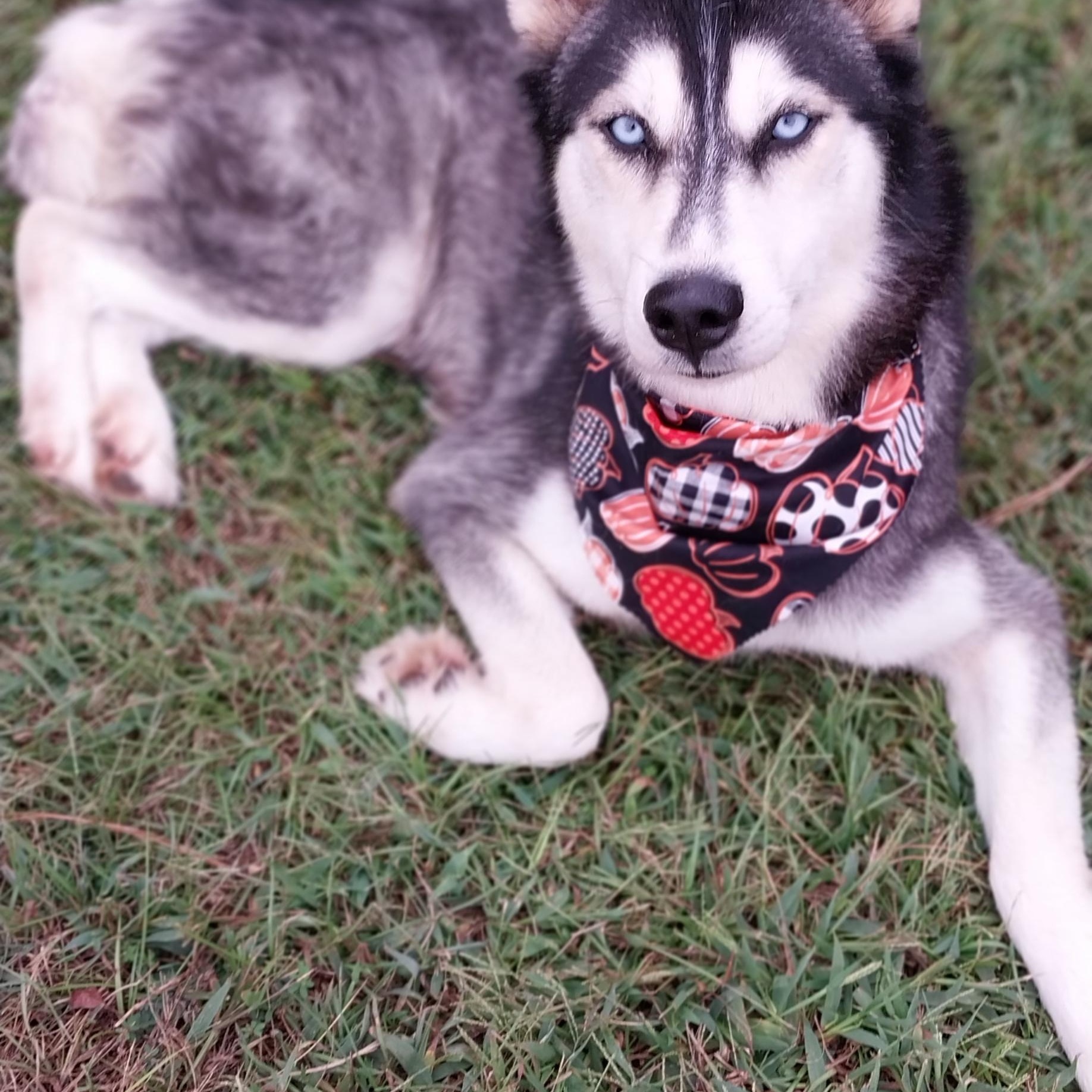 Misty, a Adoptable Siberian Husky in Cumming, GA image 1/4