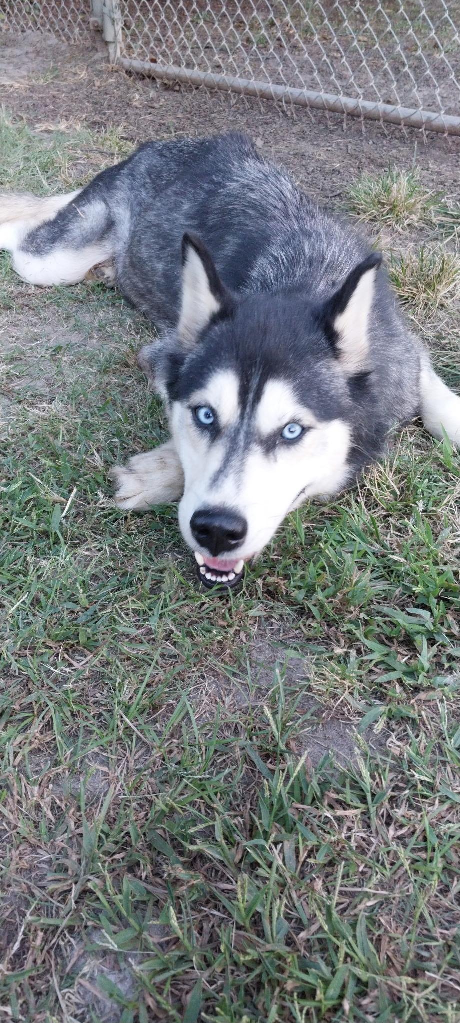 Misty, Adoptable, Adult Female Siberian Husky.