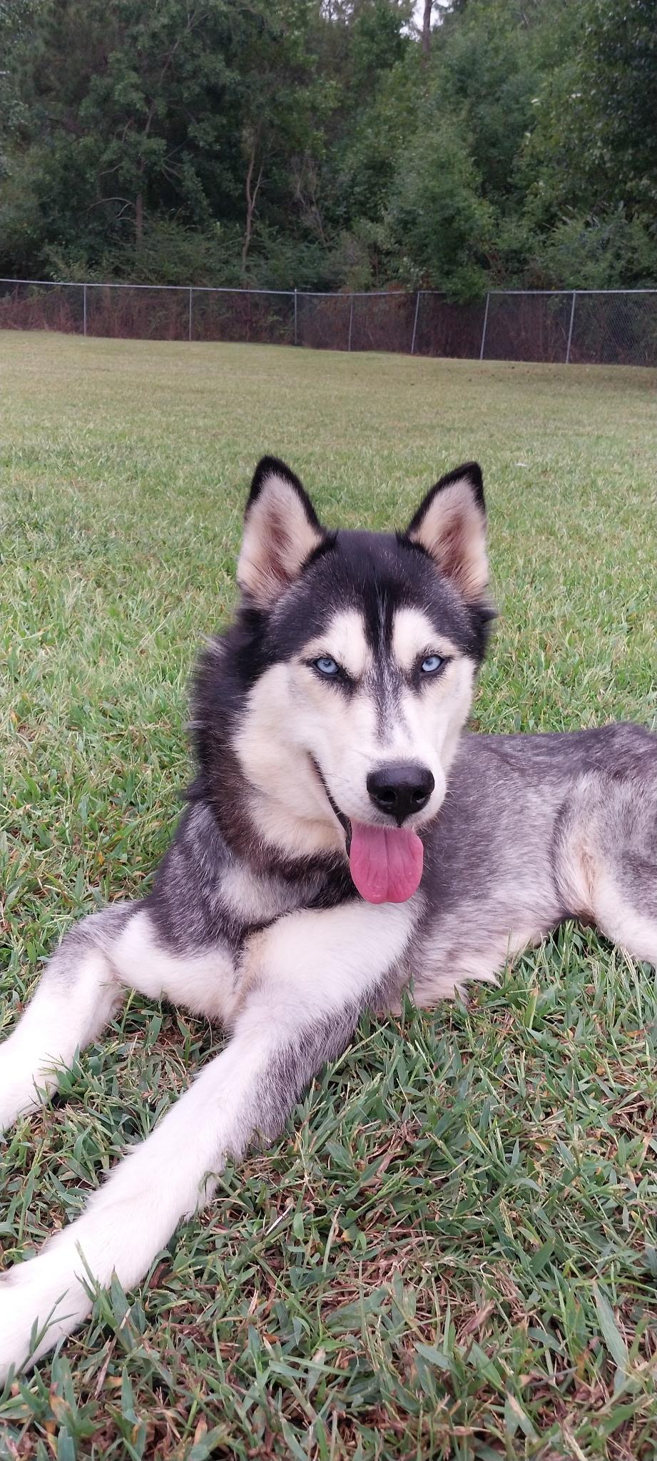 Misty, a Adoptable Siberian Husky in Cumming, GA image 4/4