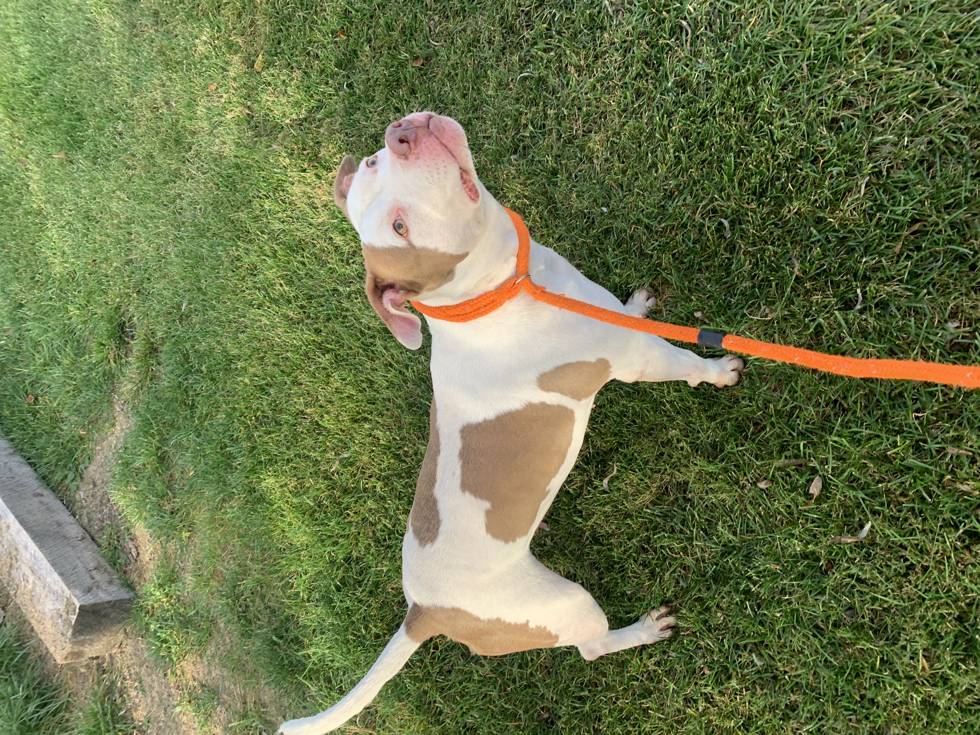 Enlarge Roxy, a Adoptable American Staffordshire Terrier in Silver Spring, MD image 1/3
