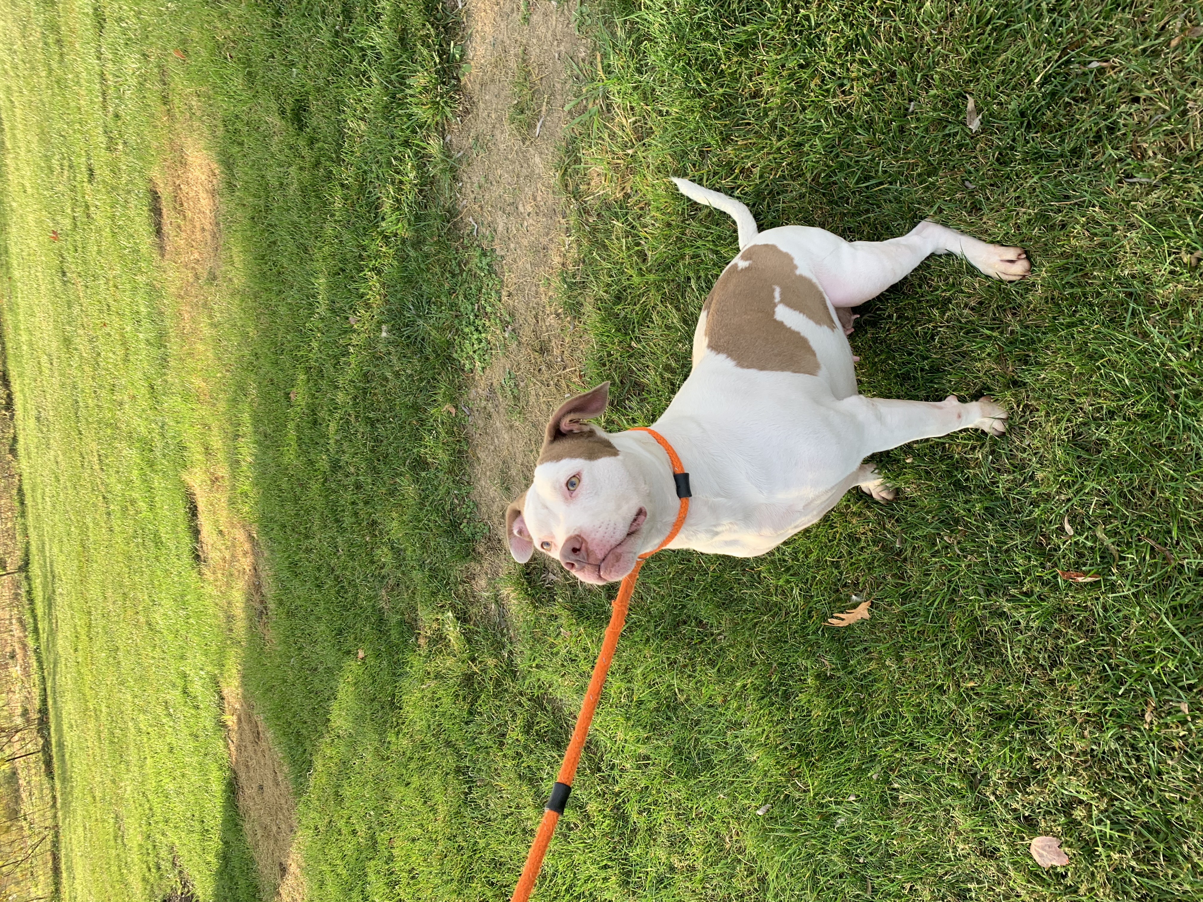 Enlarge Roxy, a Adoptable American Staffordshire Terrier in Silver Spring, MD image 2/3