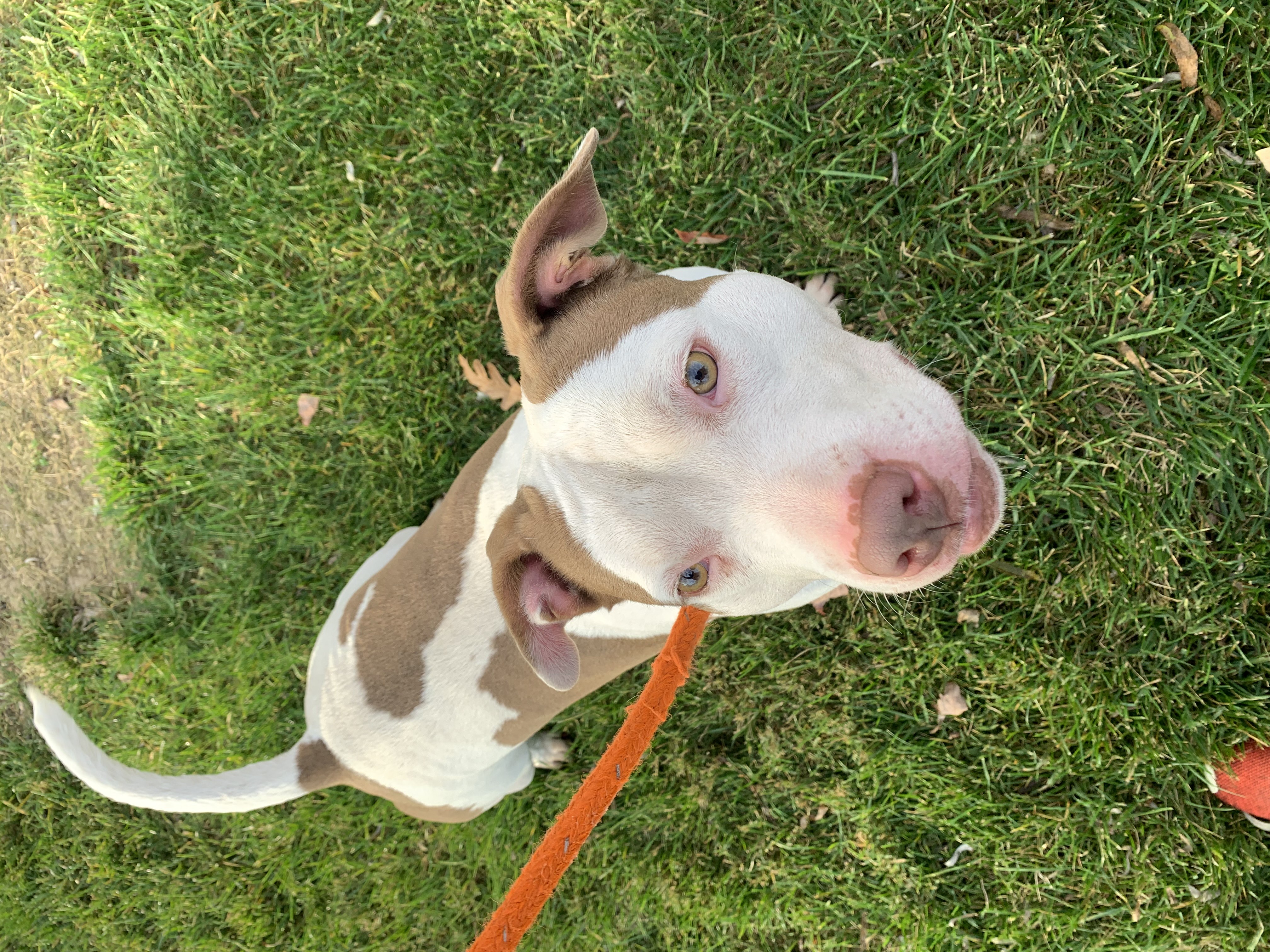 Enlarge Roxy, a Adoptable American Staffordshire Terrier in Silver Spring, MD image 3/3