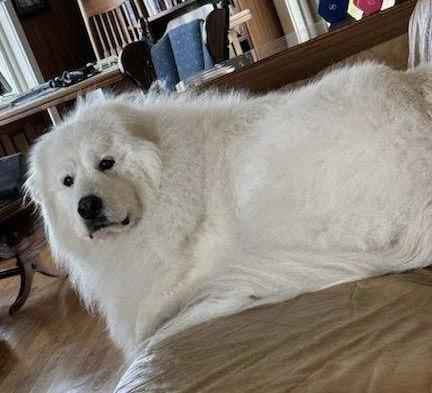 Enlarge Chloe, an adopted Great Pyrenees in Buffalo, NY image 2/5