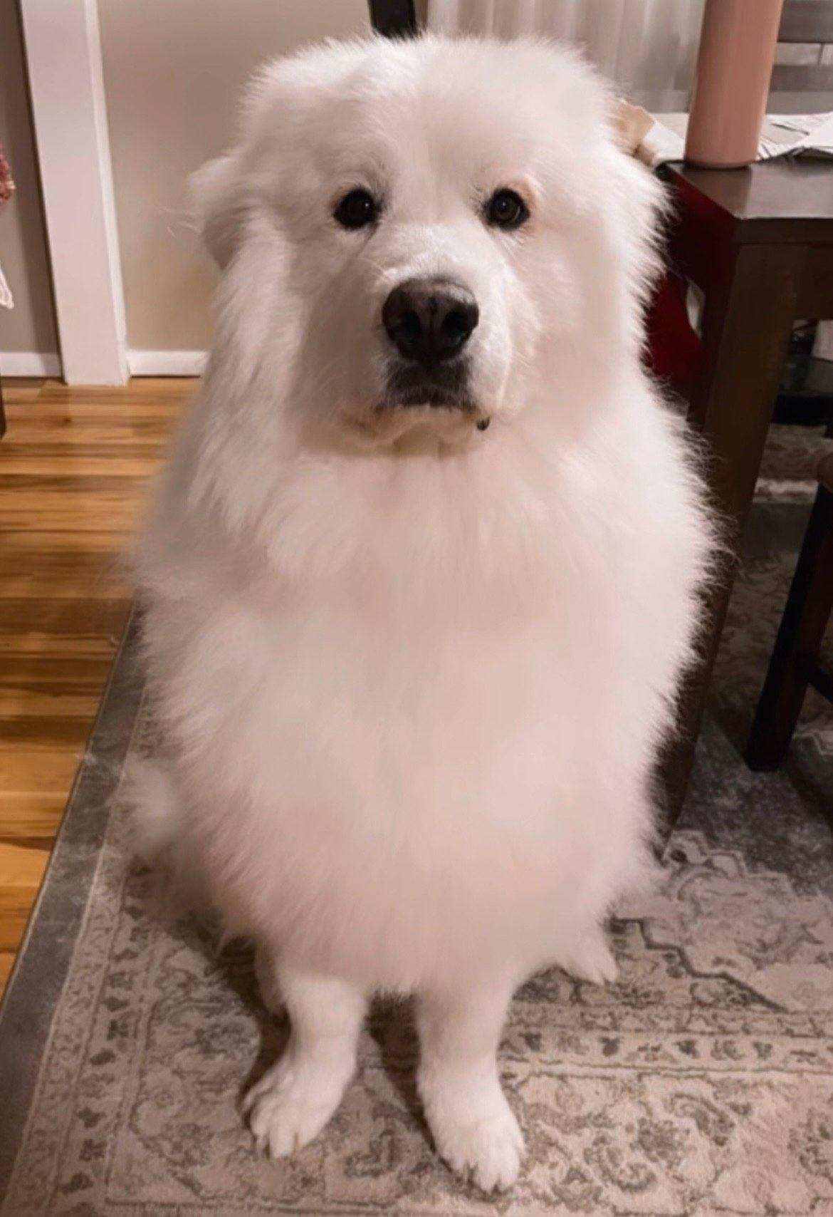 Enlarge Chloe, an adopted Great Pyrenees in Buffalo, NY image 3/5