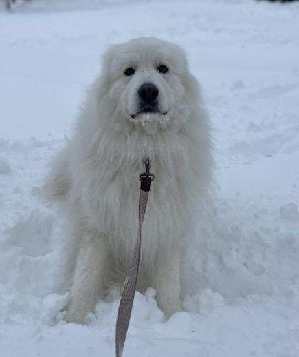 Enlarge Chloe, an adopted Great Pyrenees in Buffalo, NY image 4/5