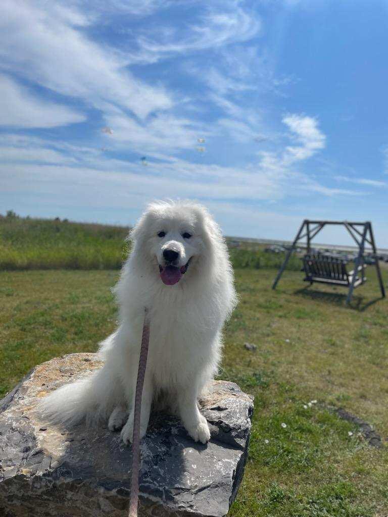 Enlarge Chloe, an adopted Great Pyrenees in Buffalo, NY image 5/5