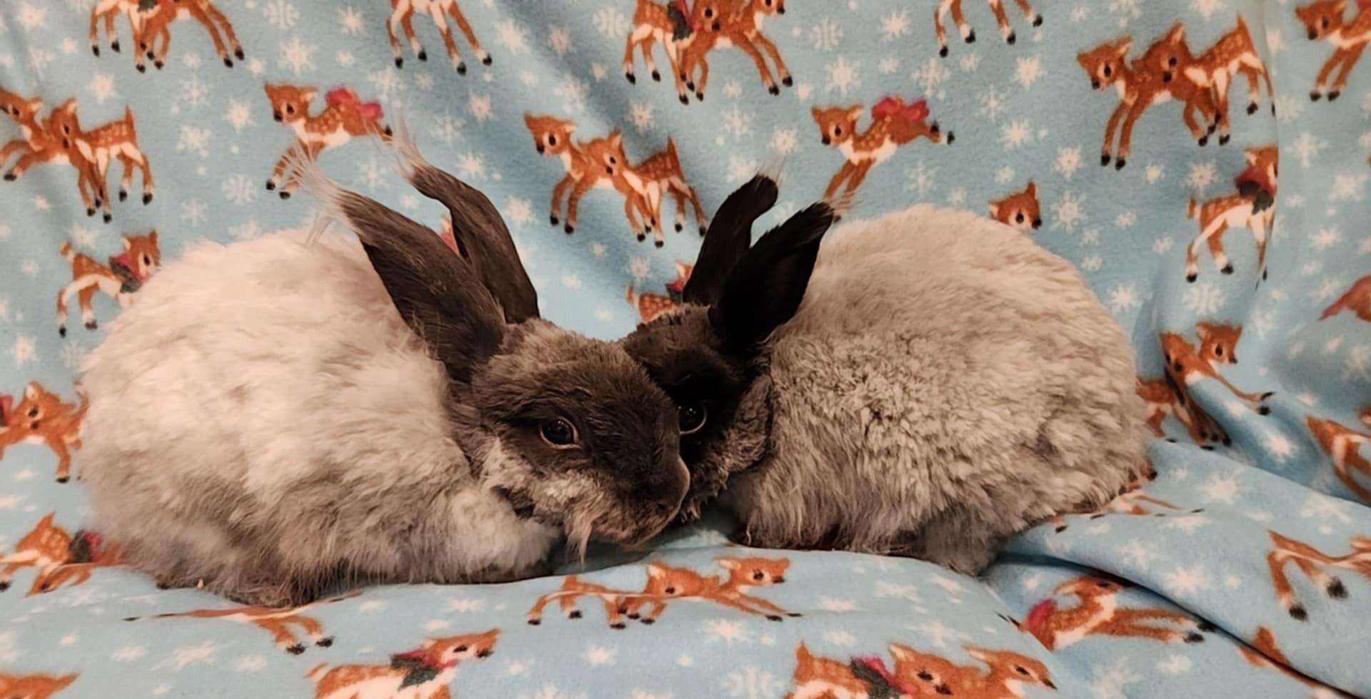 Enlarge Cinder & Shadow *Bonded Pair*, a Adoptable Angora Rabbit in Salt Lake City, UT image 3/6