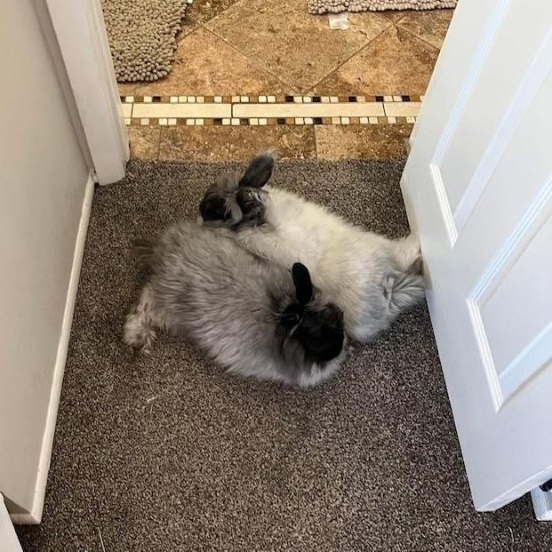 Cinder & Shadow *Bonded Pair*, Adoptable, Adult Male Angora Rabbit.