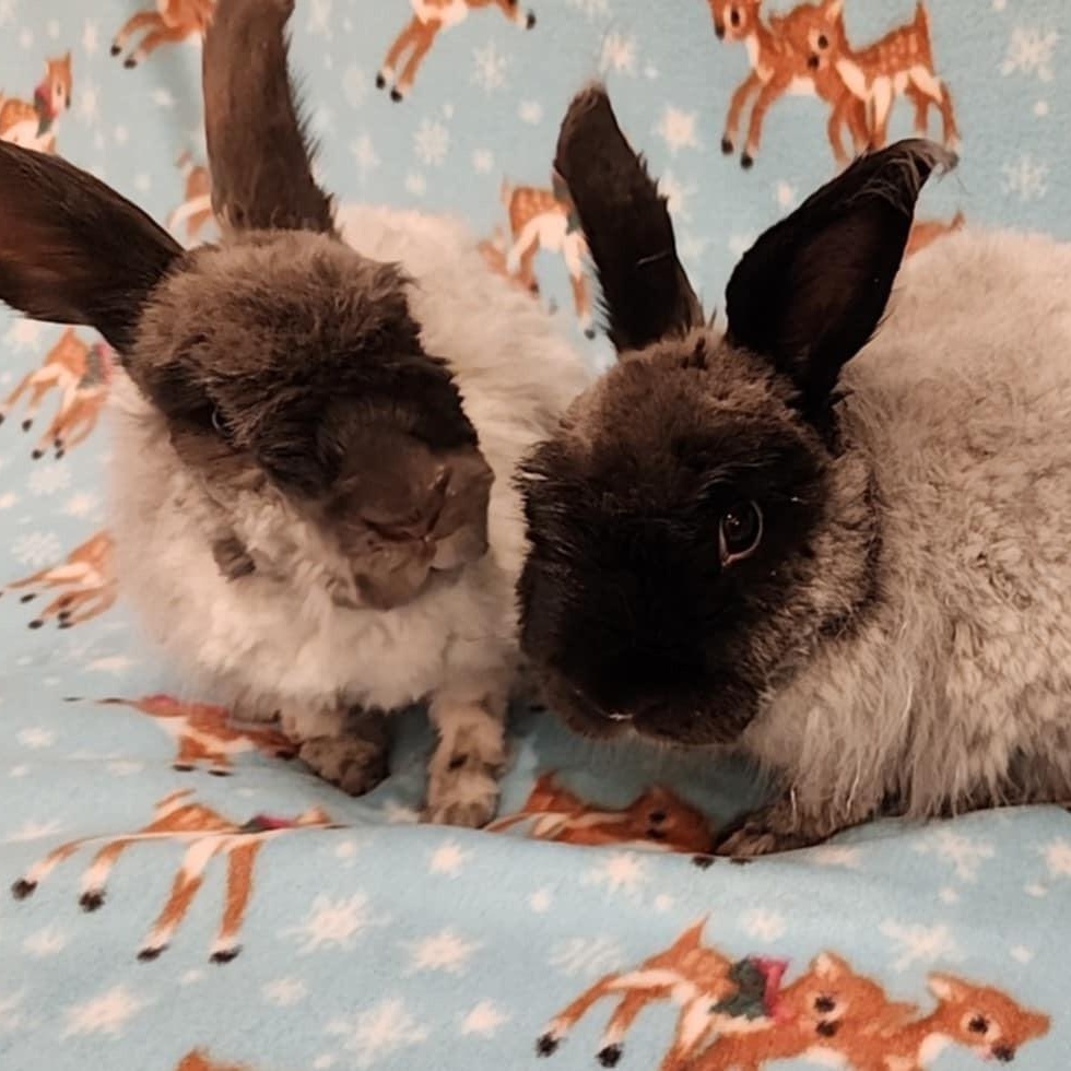 Enlarge Cinder & Shadow *Bonded Pair*, a Adoptable Angora Rabbit in Salt Lake City, UT image 5/6