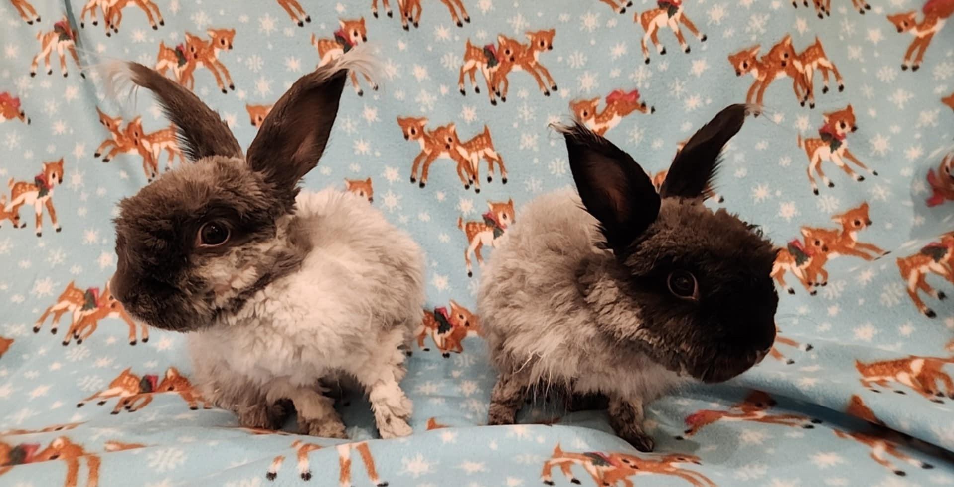 Enlarge Cinder & Shadow *Bonded Pair*, a Adoptable Angora Rabbit in Salt Lake City, UT image 4/6