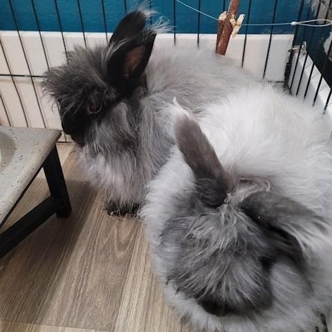 Enlarge Cinder & Shadow *Bonded Pair*, a Adoptable Angora Rabbit in Salt Lake City, UT image 2/6