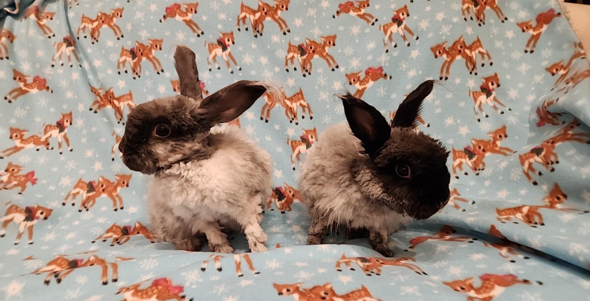 Enlarge Cinder & Shadow *Bonded Pair*, a Adoptable Angora Rabbit in Salt Lake City, UT image 6/6