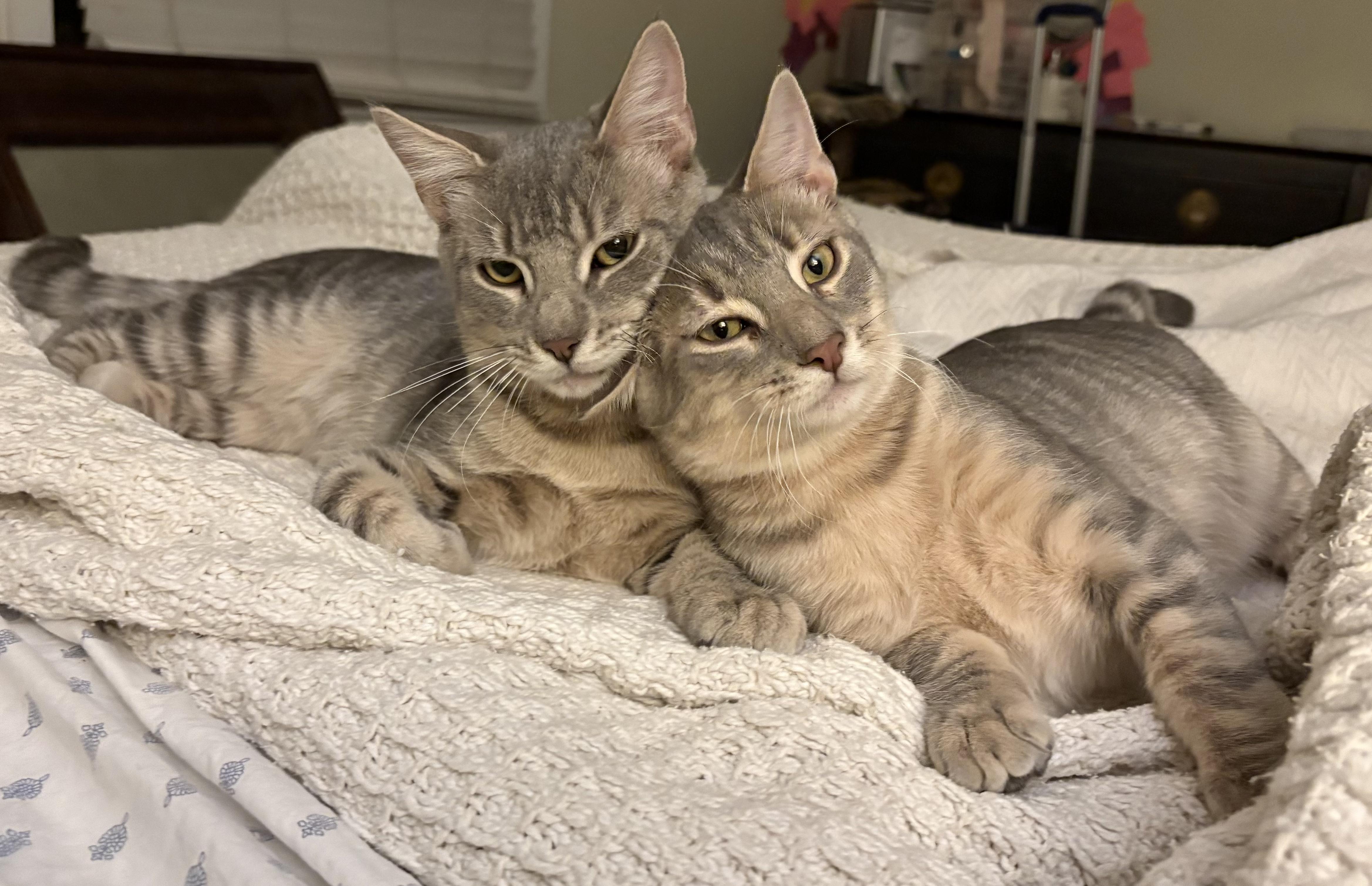 Moses and Mr. Grumblehound , ADOPTABLE, Young Male Domestic Short Hair.