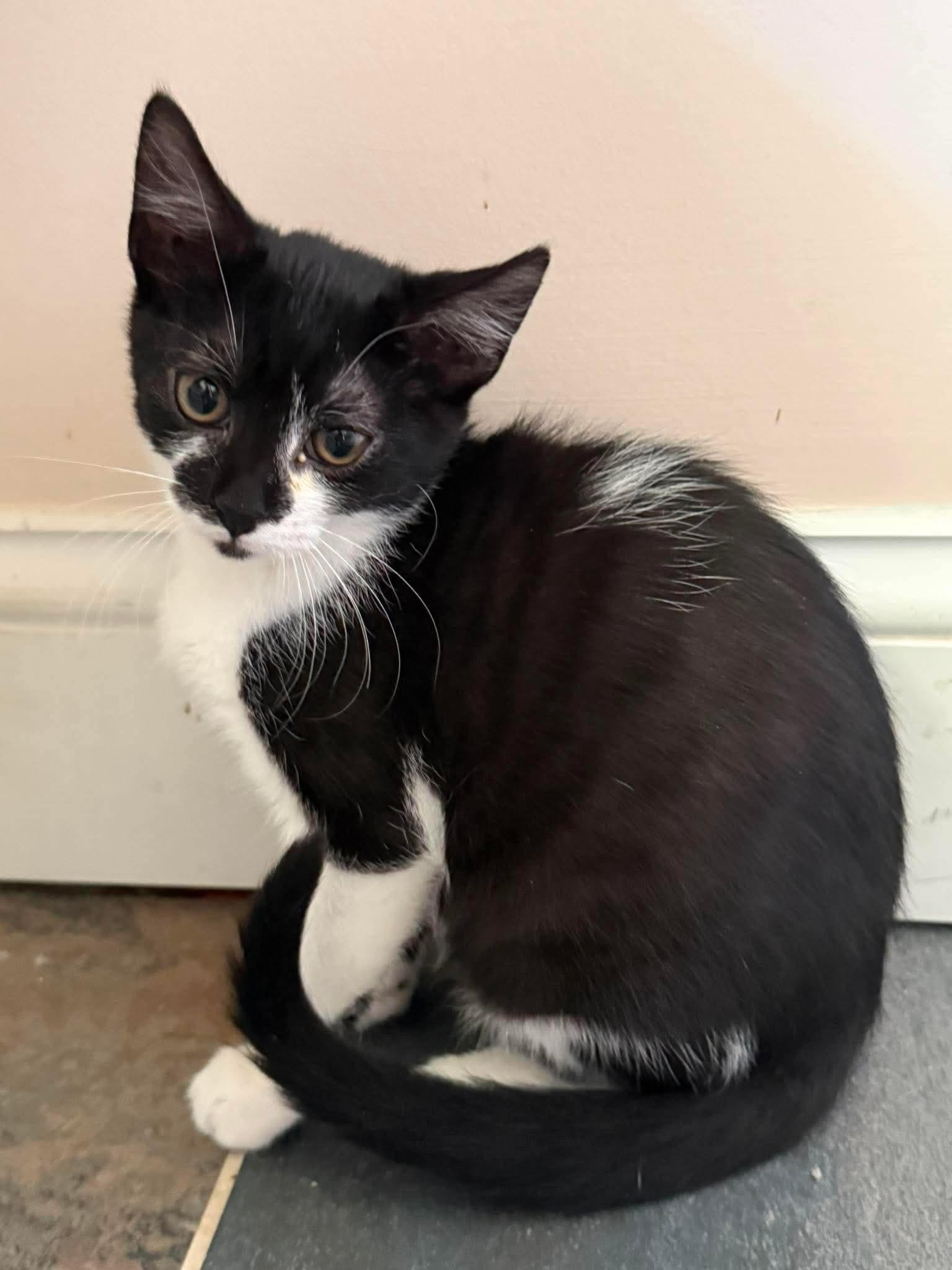 Parker, a Adoptable Domestic Medium Hair in New Hartford, CT image 1/5