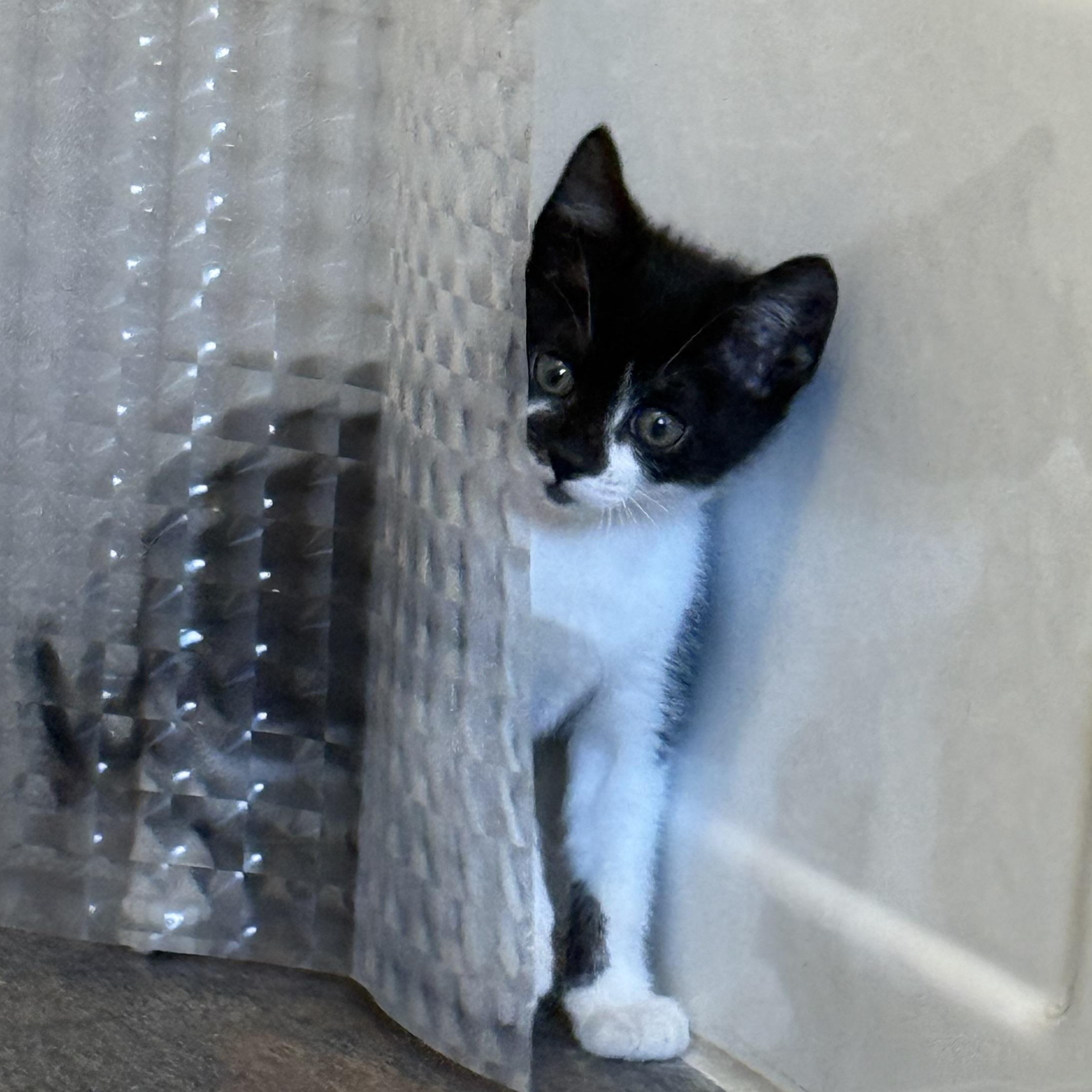 Parker, a Adoptable Domestic Medium Hair in Hope, RI image 1/5
