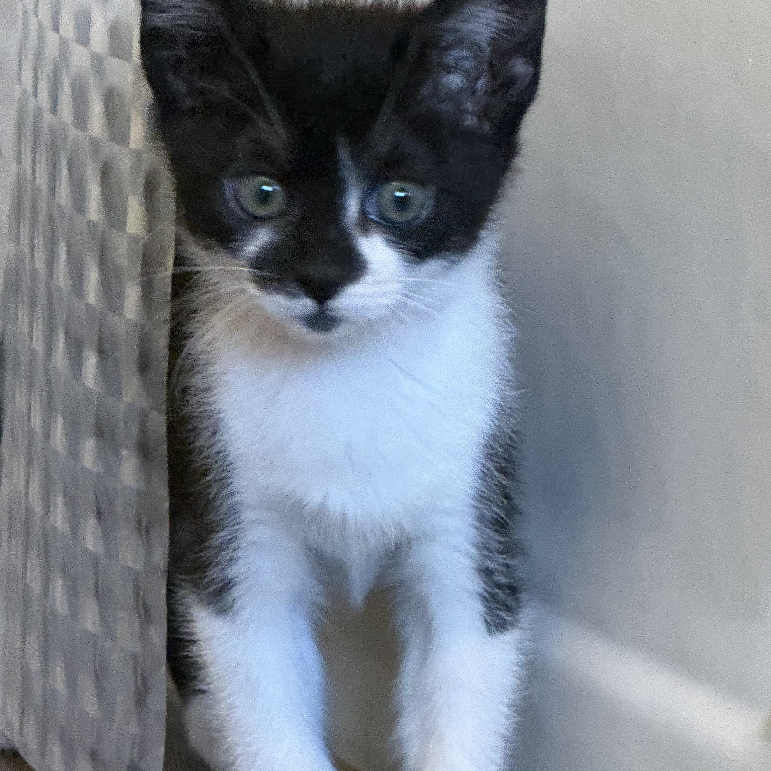Parker, a Adoptable Domestic Medium Hair in Hope, RI image 2/5