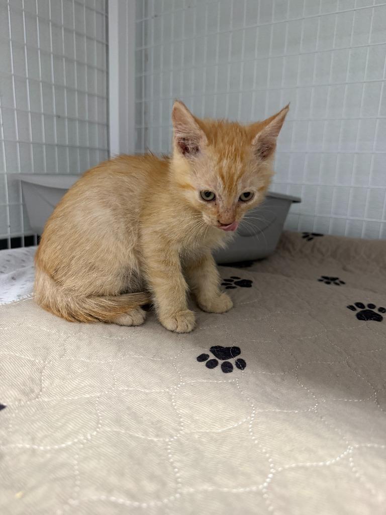 Husker, Adoptable, Kitten Male Domestic Short Hair.