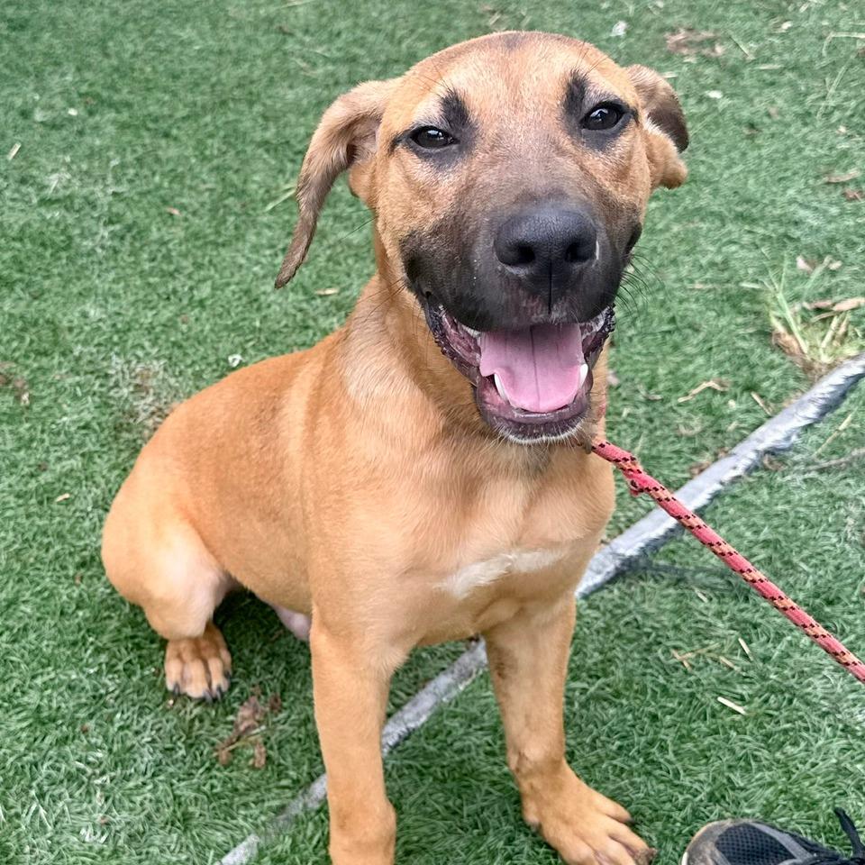 Enlarge Toffee, a Adoptable Mixed Breed in Bennettsville, SC image 1/1