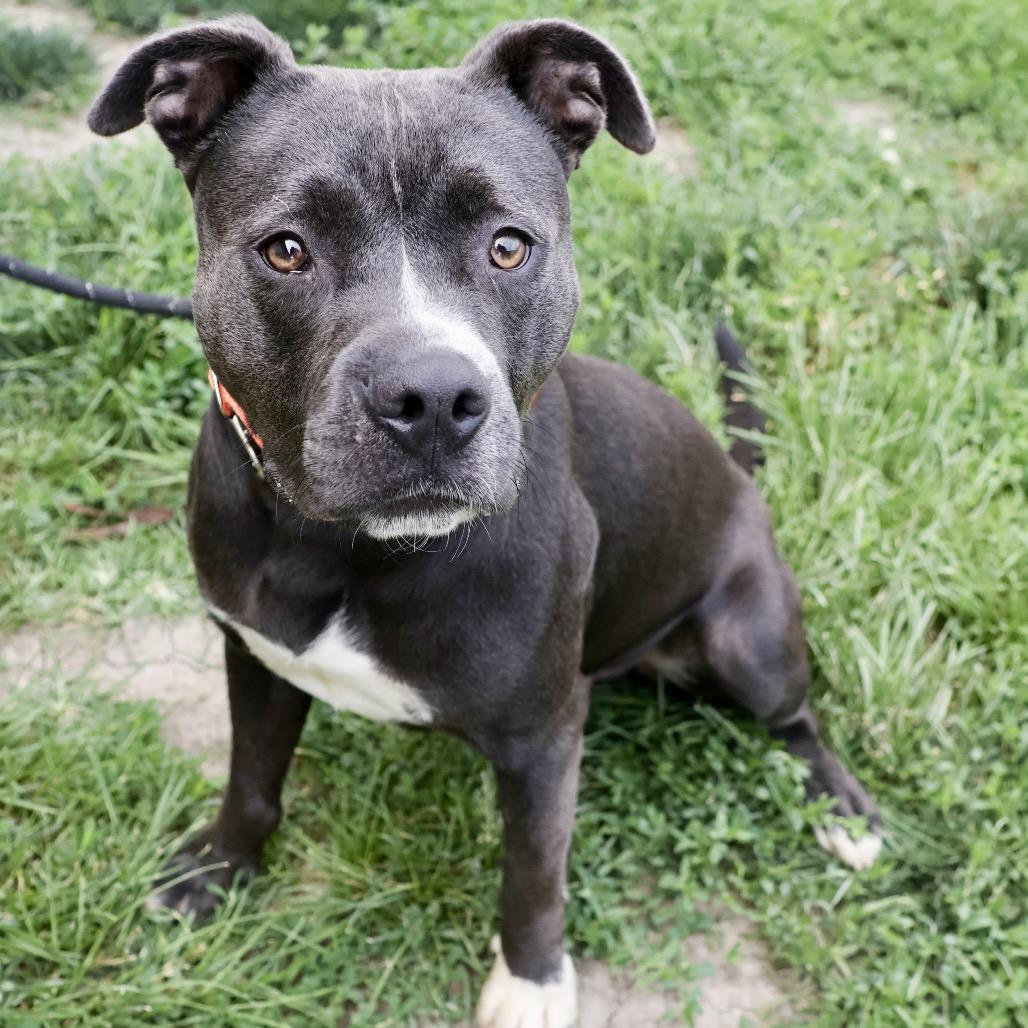Big Boy, Adoptable, Adult Male Pit Bull Terrier.