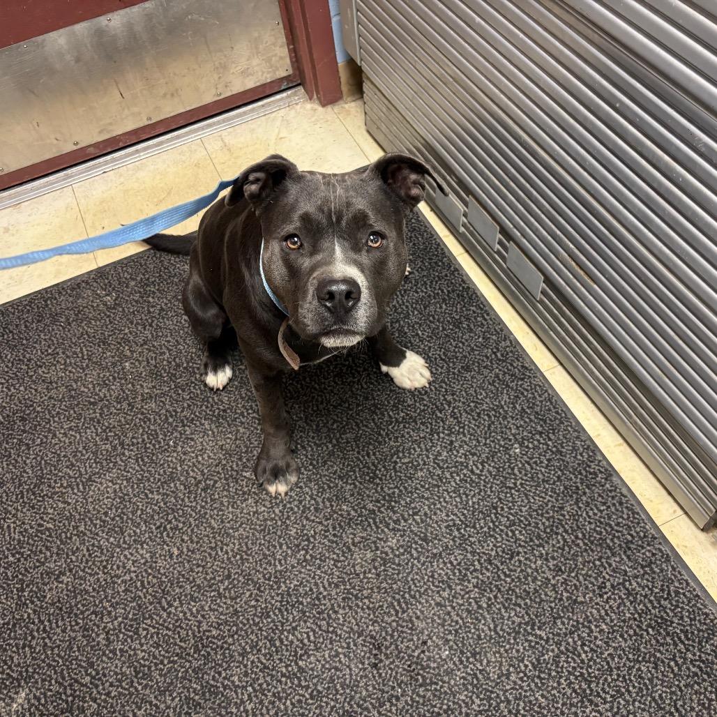 Big Boy, Adoptable, Adult Male Pit Bull Terrier.
