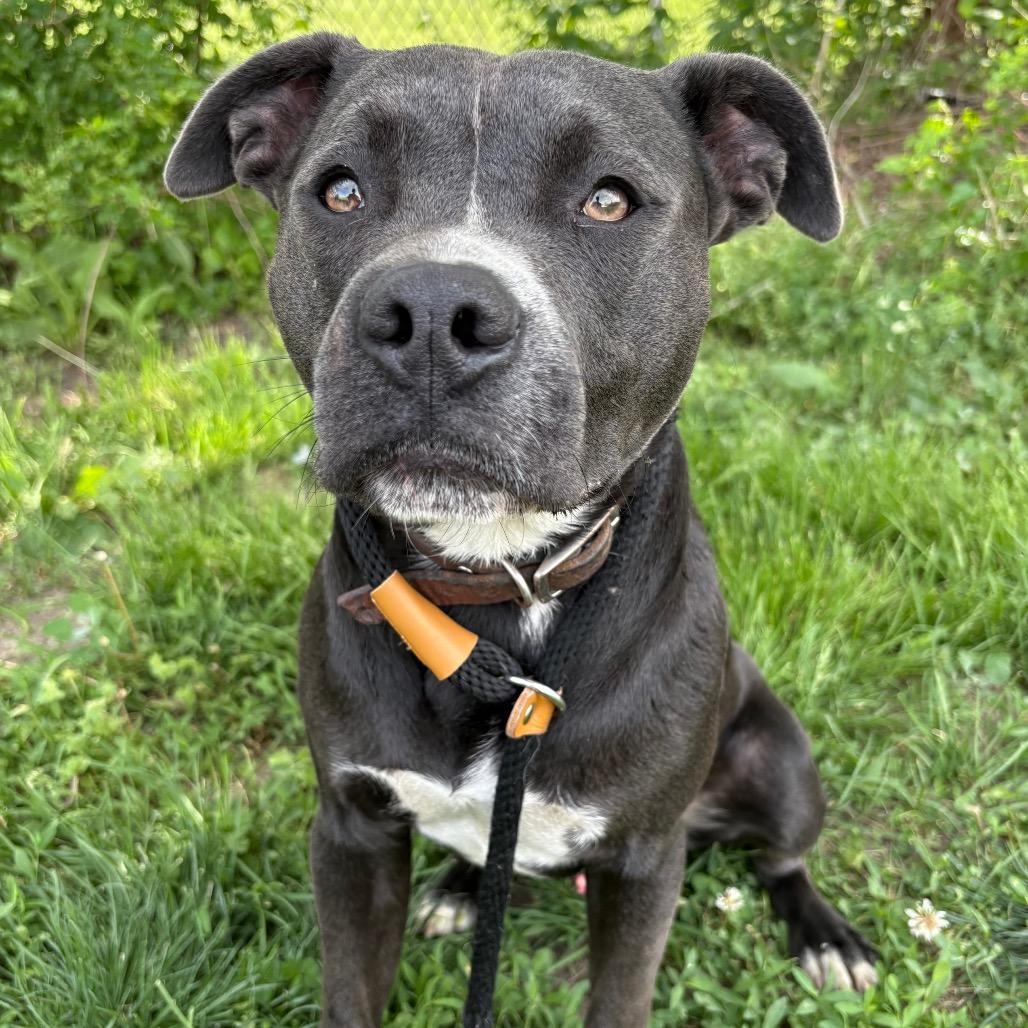 Enlarge Big Boy, a Adoptable Pit Bull Terrier in St Joseph, MO image 2/2