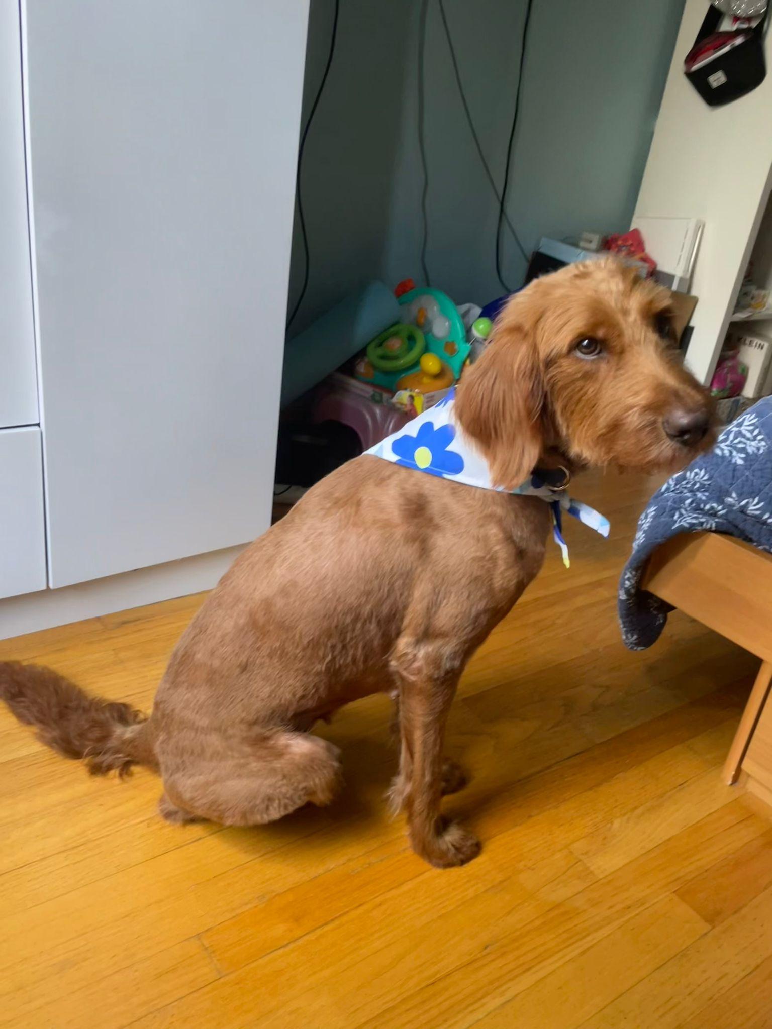  6-Year-Old Goldendoodle  50 lbs  Spayed  Up-to-date on vaccines Looking for a loyal gentle an