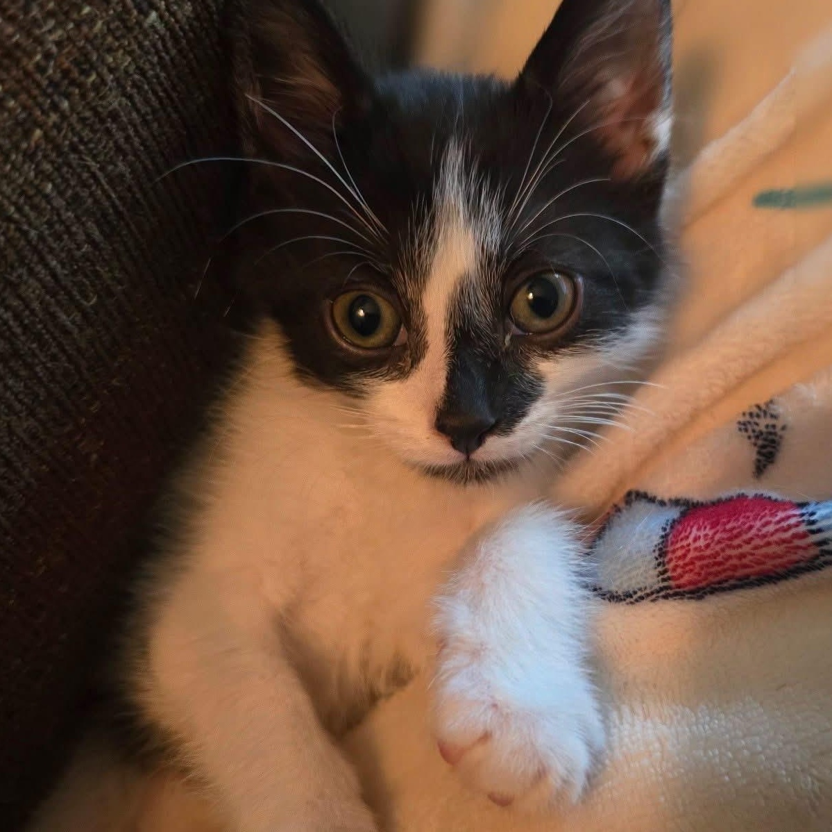 Enlarge Cookie, a Adoptable mixed breed in Midland, MI image 1/3