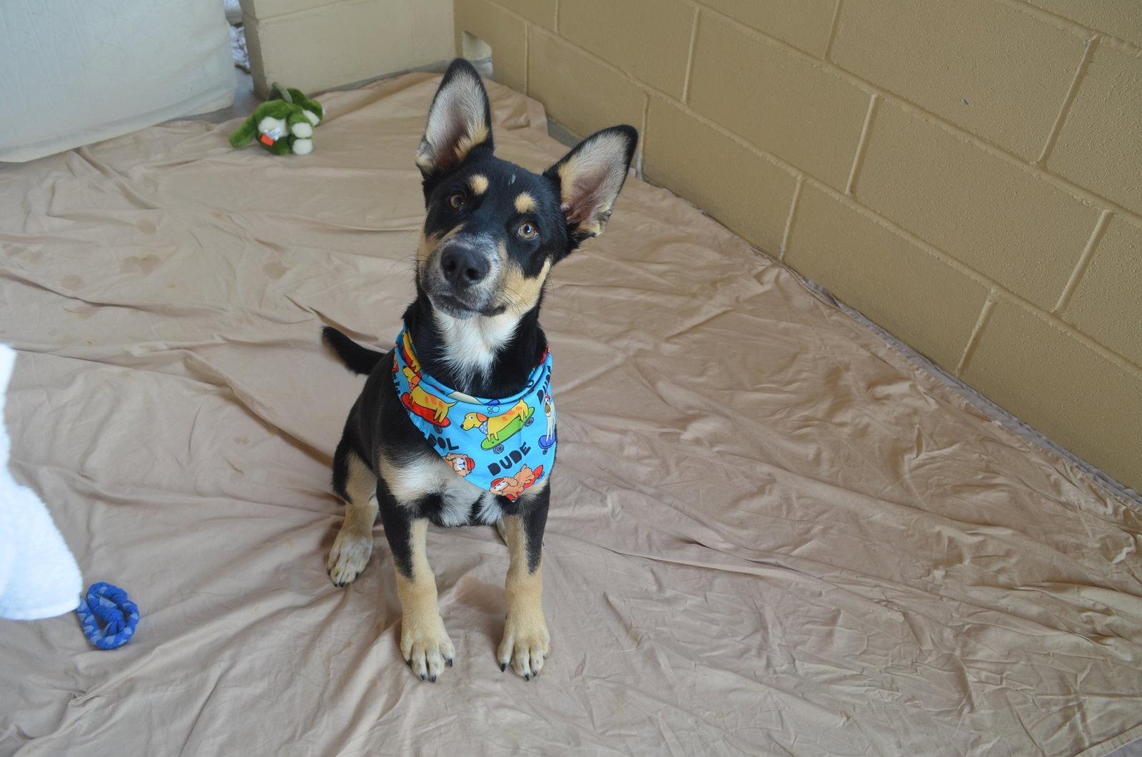 Ordell, Adopted, Puppy Male Shepherd.