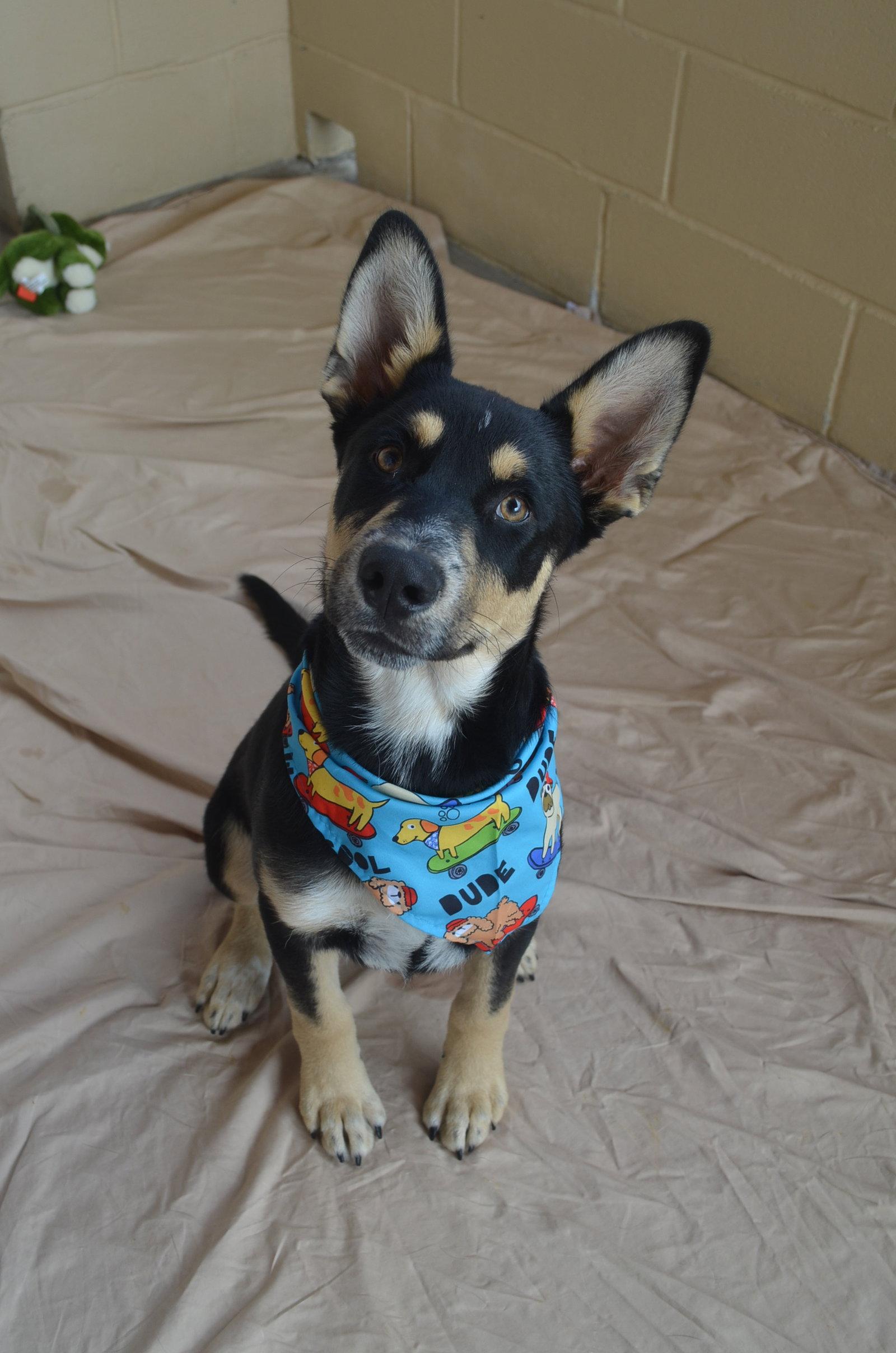 Enlarge Ordell, a Adopted Shepherd in McKinney, TX image 2/3