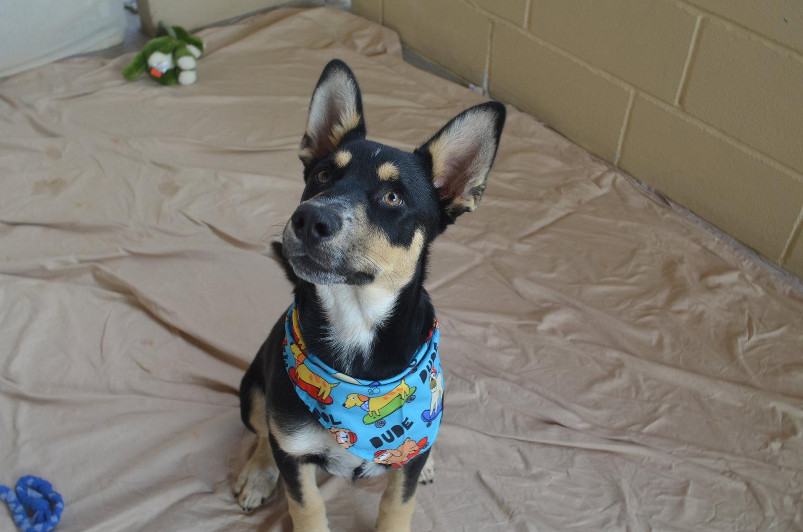 Enlarge Ordell, a Adopted Shepherd in McKinney, TX image 3/3