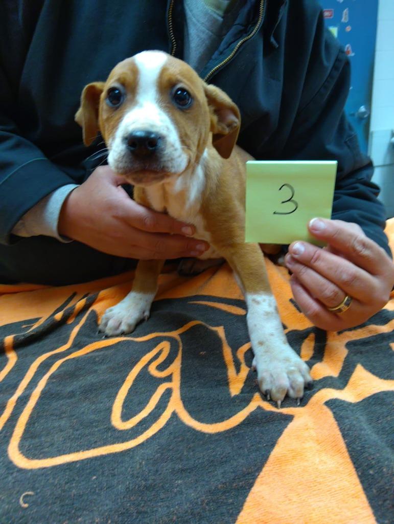 DINA, Adoptable, Puppy Female Mixed Breed.