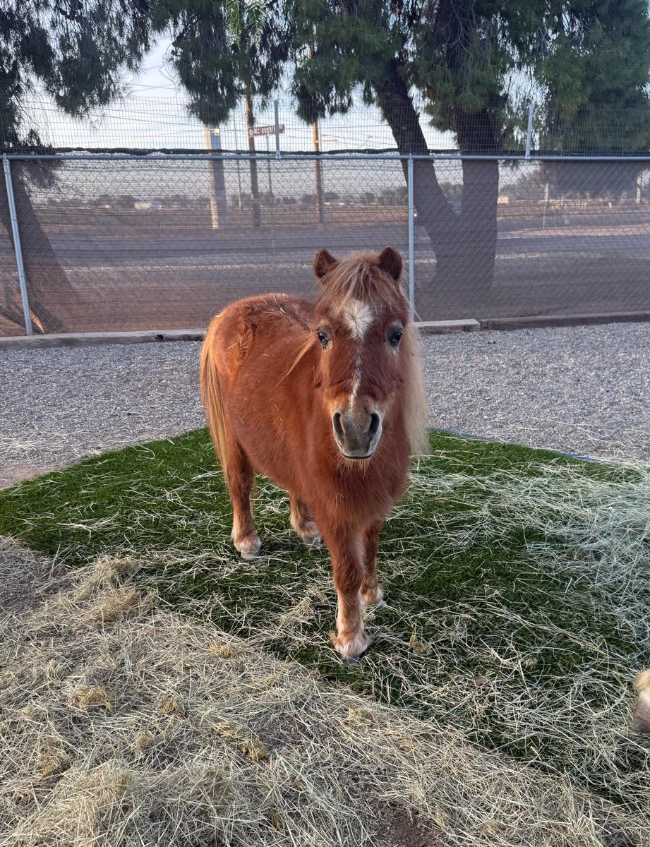 Ruby , ADOPTABLE, Adult Female Miniature Horse.