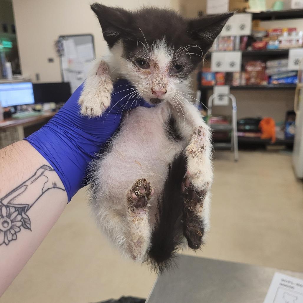 Nolan, Adoptable, Kitten Male Domestic Short Hair.