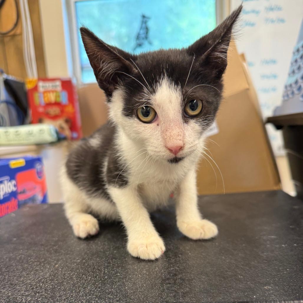 Enlarge Nolan, a Adoptable Domestic Short Hair in Lake Panasoffkee, FL image 2/2