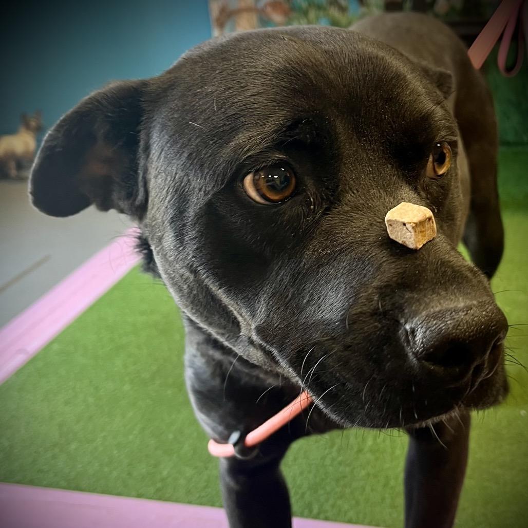 Colleen, Adoptable, Adult Female Mixed Breed.