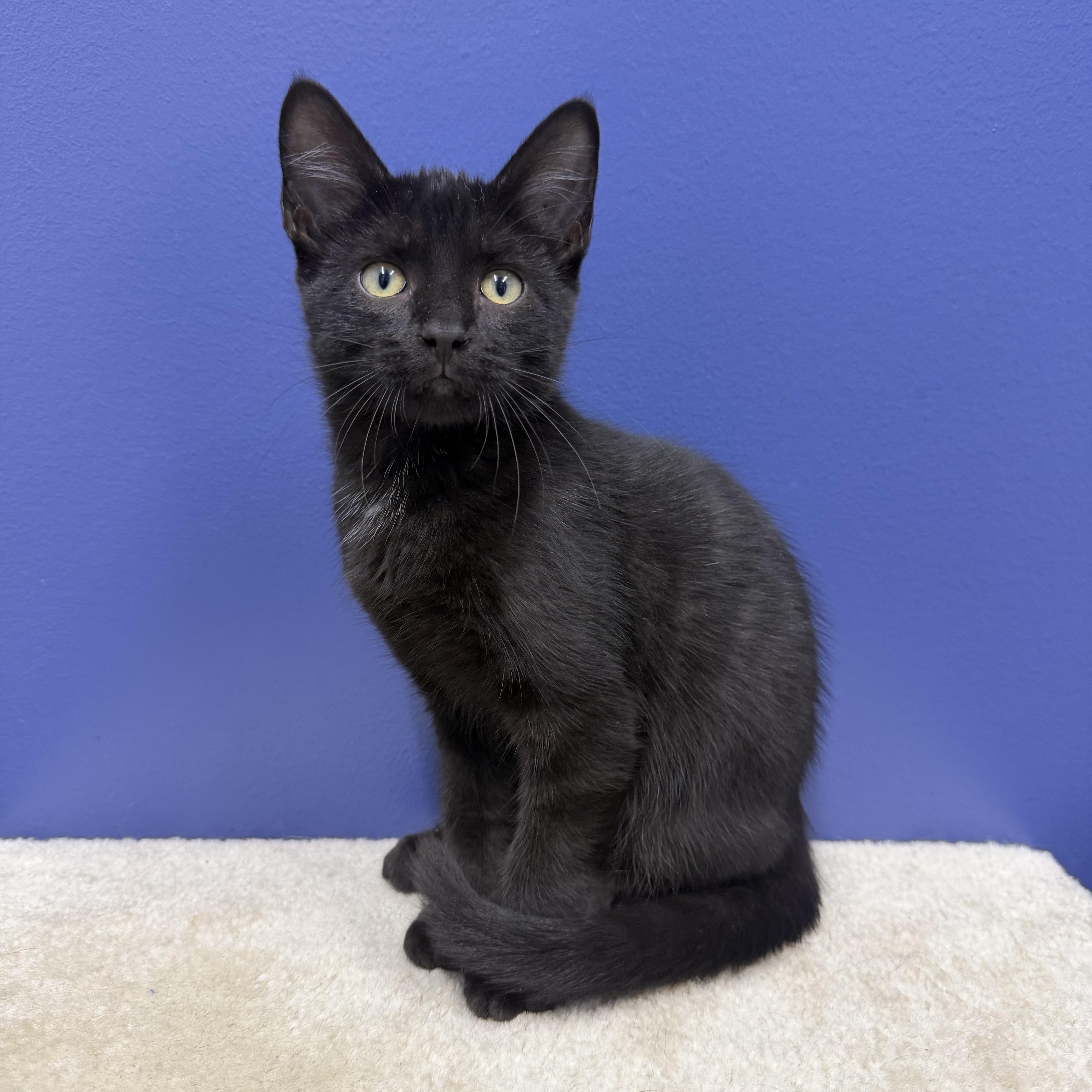Ned, ADOPTABLE, Kitten Male Bombay & Domestic Short Hair.