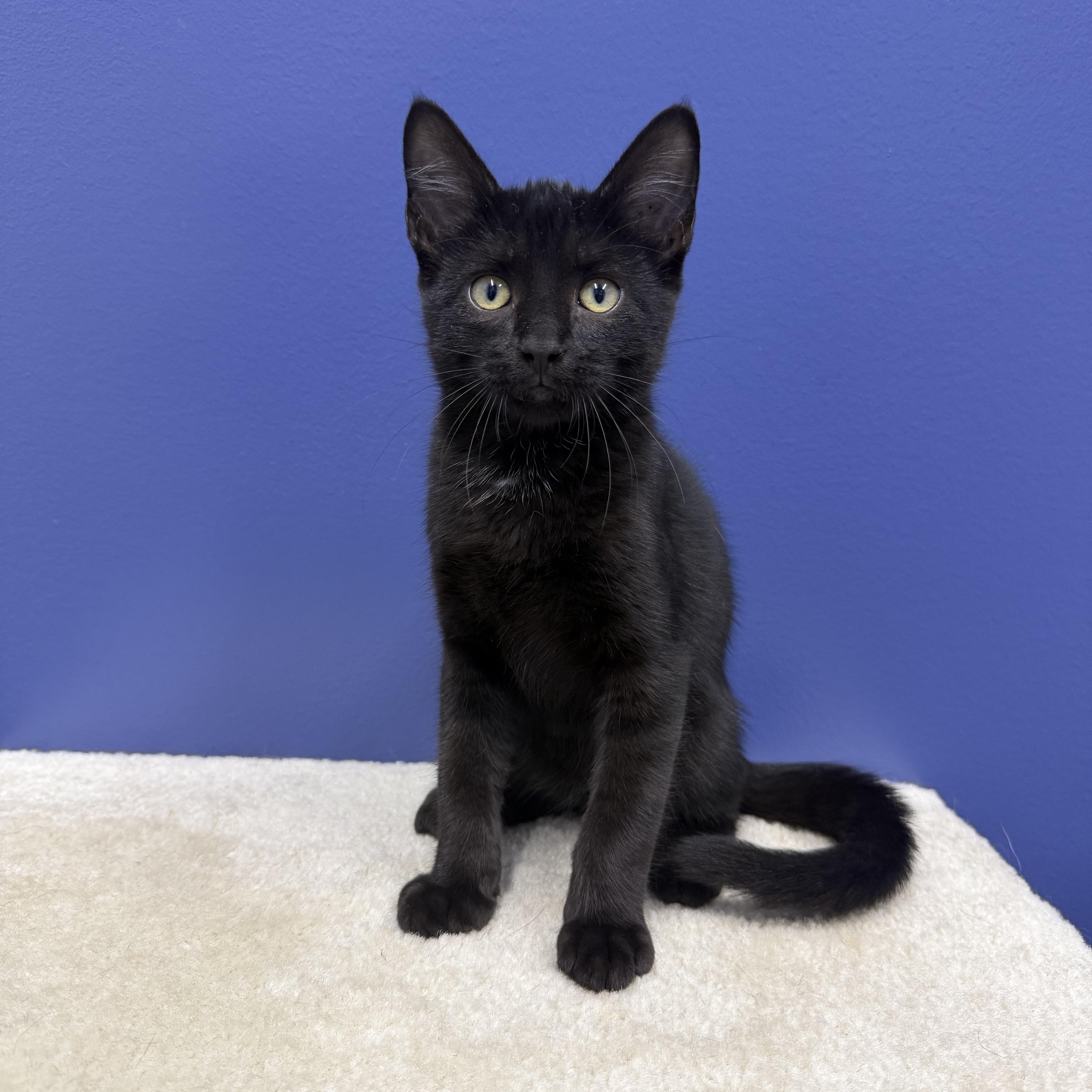 Ned, a ADOPTABLE mixed breed in High Ridge, MO image 2/3