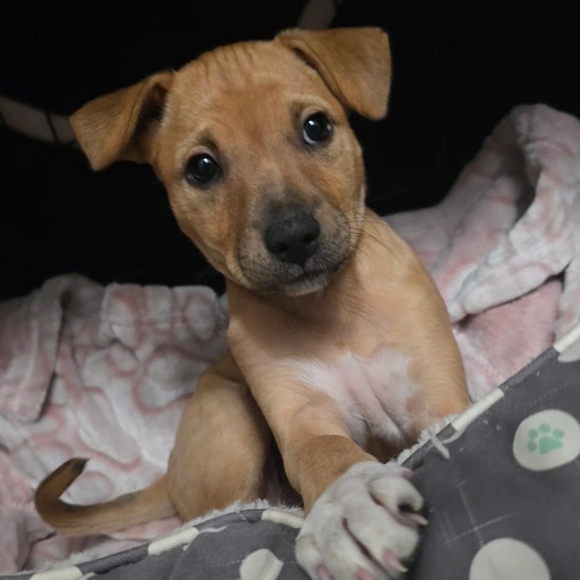Lolita - THe Whole Lota Love Pup, a Adoptable mixed breed in HAMPTON, NH image 2/4