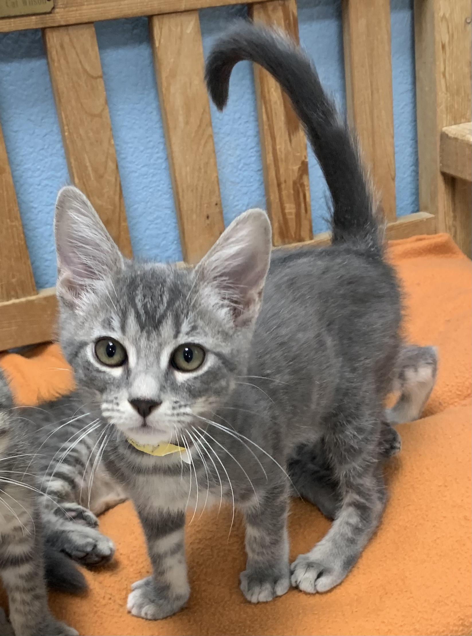 Hickory, ADOPTABLE, Kitten Male Domestic Short Hair.