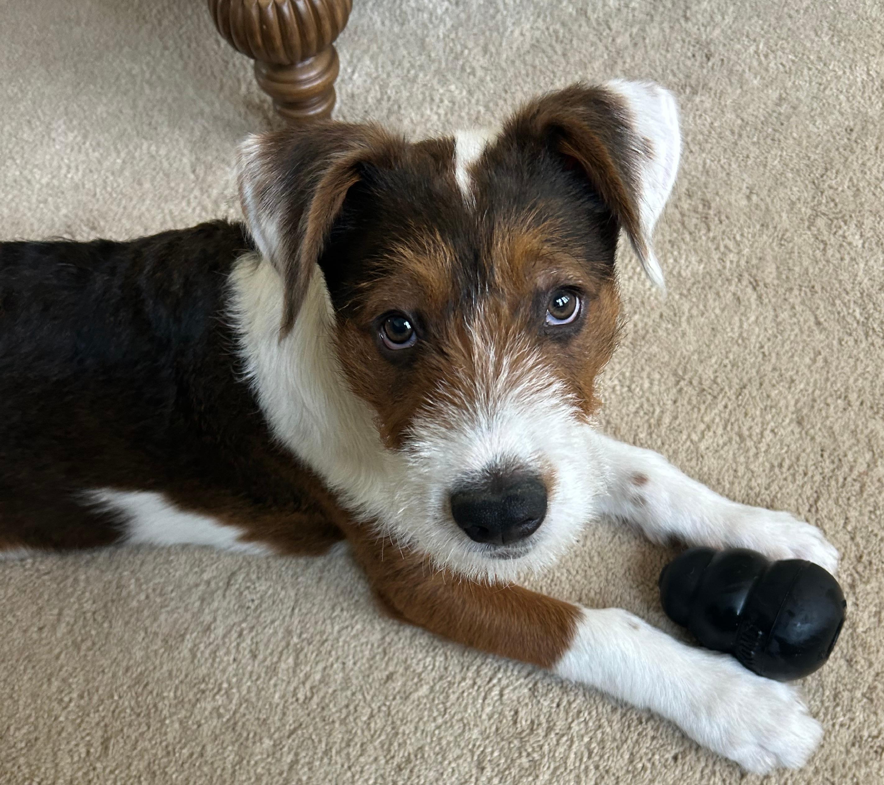 Bandit, Adoptable, Puppy Male Wirehaired Terrier.