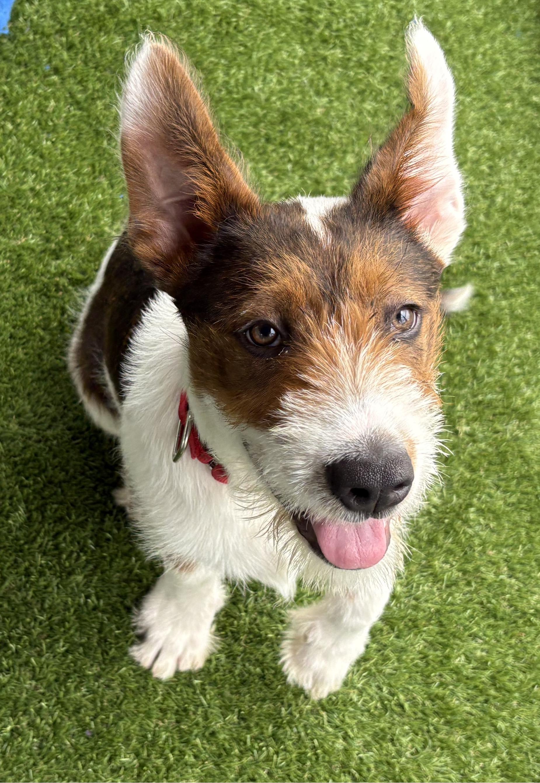 Enlarge Bandit, a Adoptable Wirehaired Terrier in Burleson, TX image 2/6