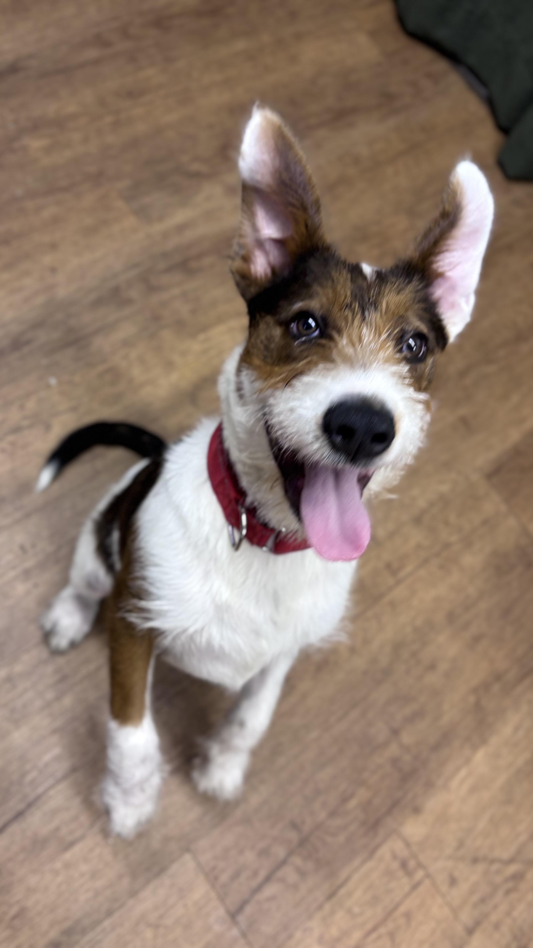 Enlarge Bandit, a Adoptable Wirehaired Terrier in Burleson, TX image 4/6