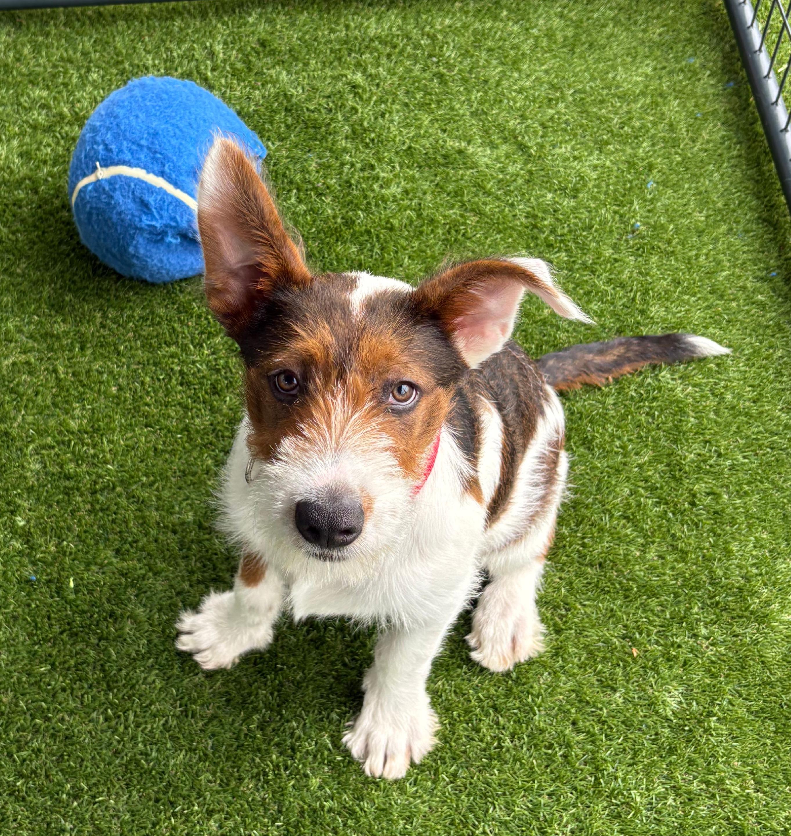 Enlarge Bandit, a Adoptable Wirehaired Terrier in Burleson, TX image 5/6