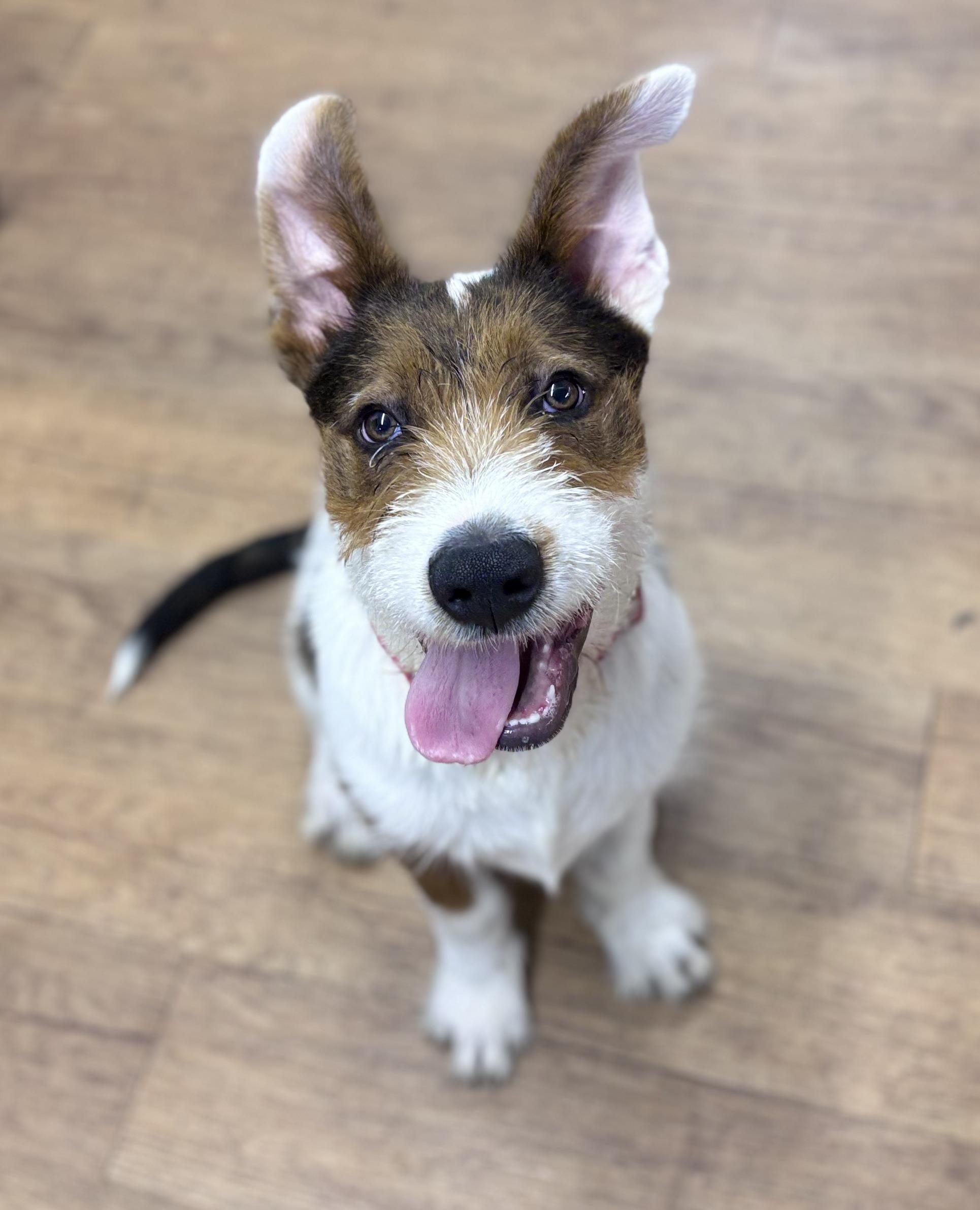 Enlarge Bandit, a Adoptable Wirehaired Terrier in Burleson, TX image 6/6