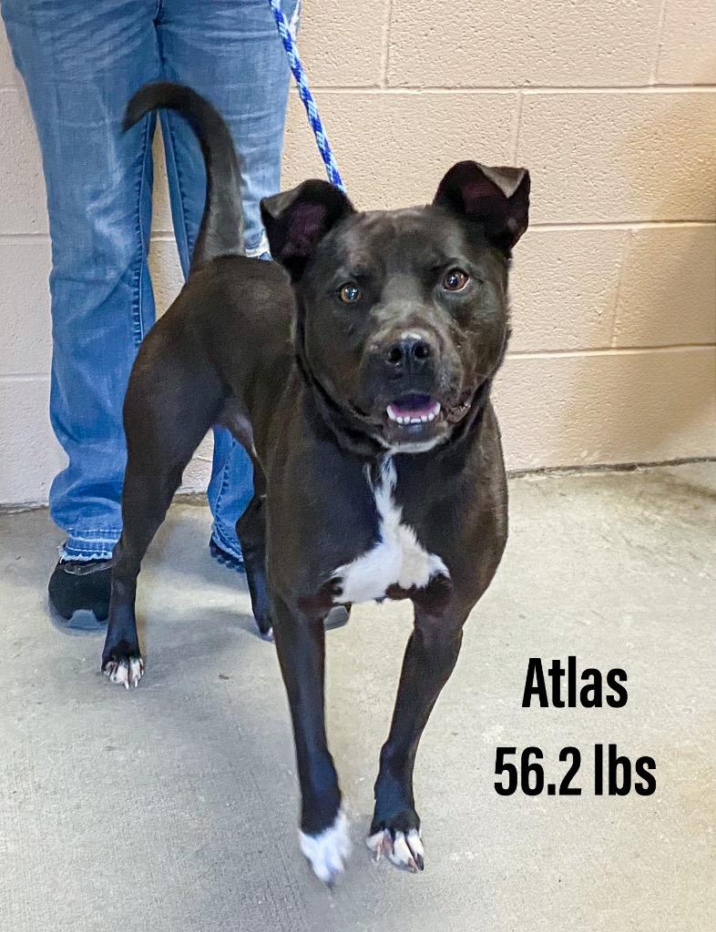 Atlas, Adoptable, Young Male Staffordshire Bull Terrier & Labrador Retriever.